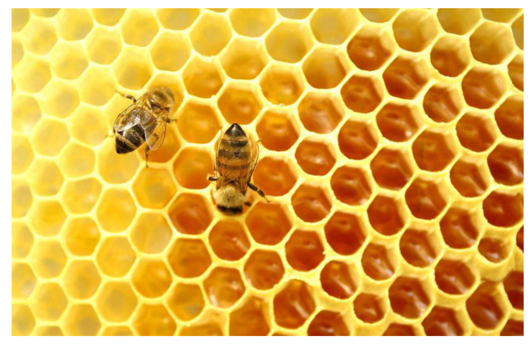 Preprints 90075 g001