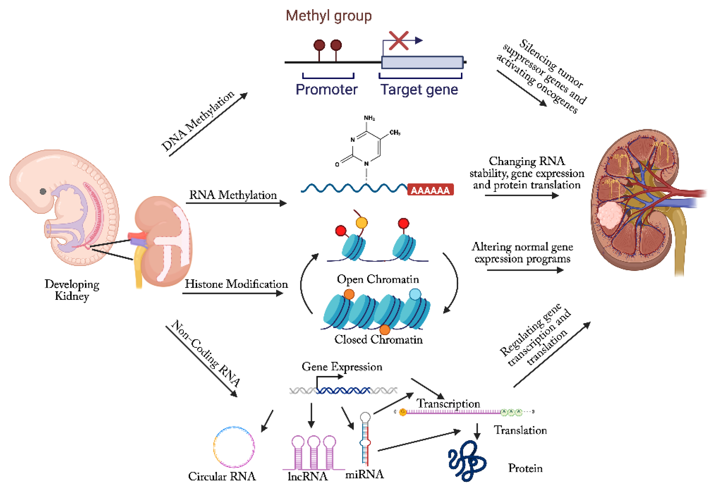 Preprints 165956 g001