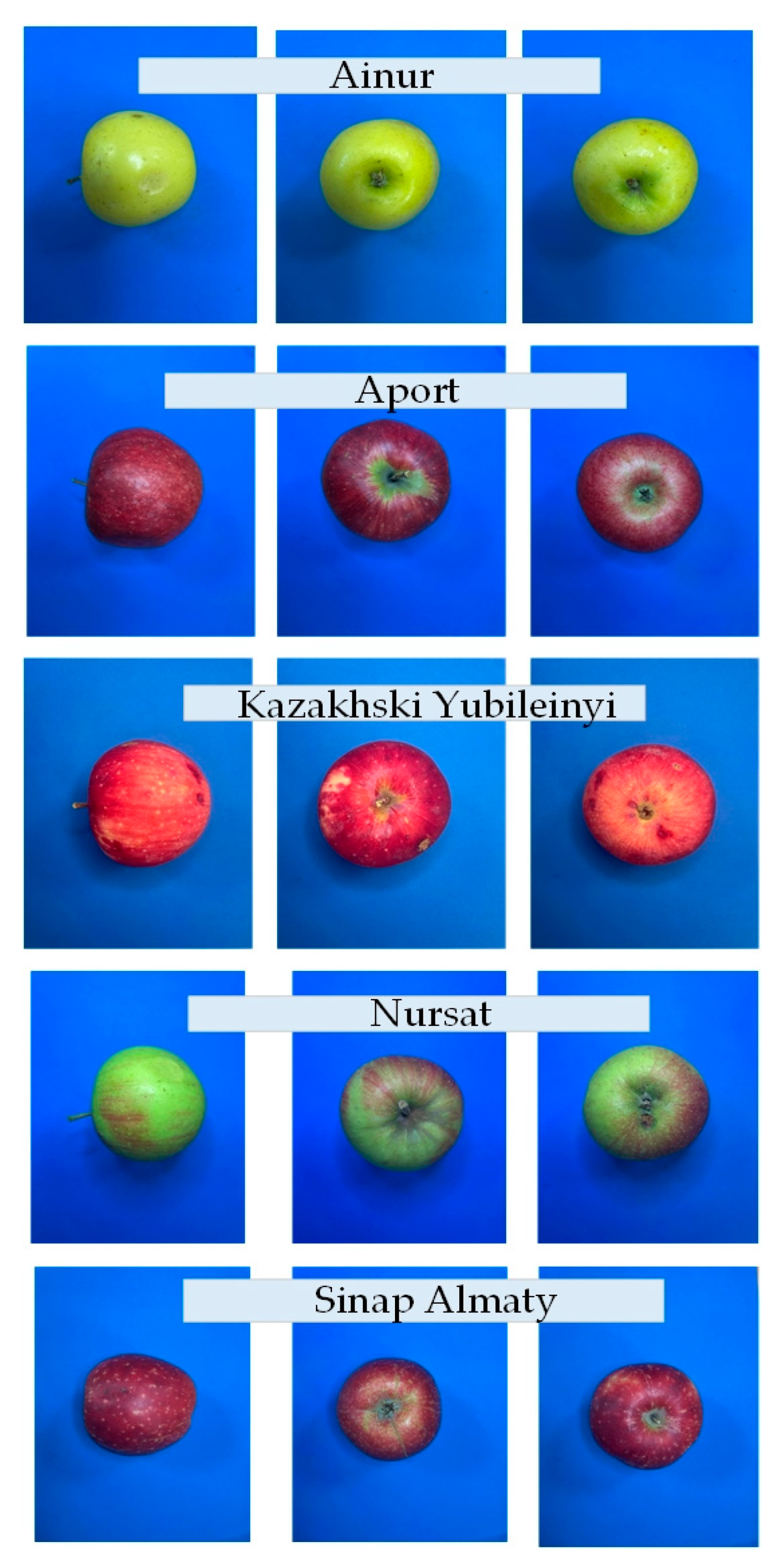 Preprints 170086 g002