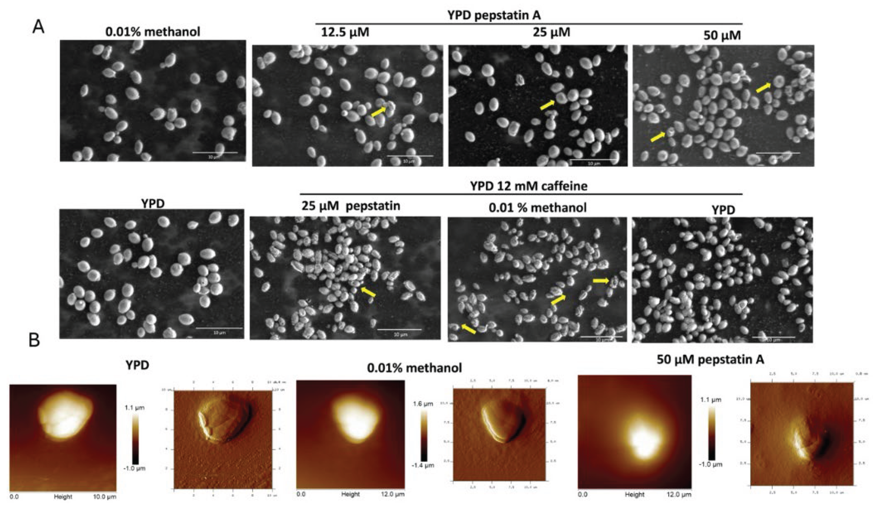 Preprints 164557 g006