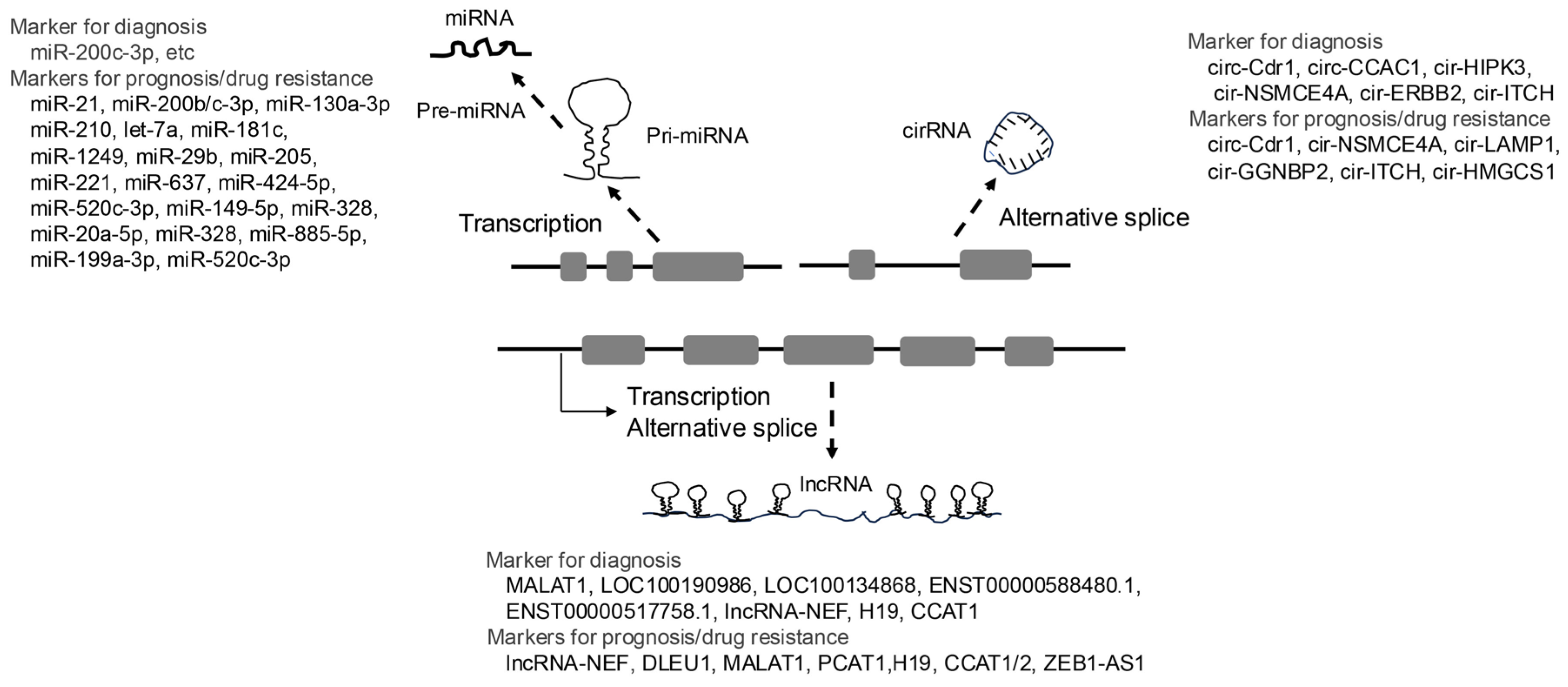 Preprints 146933 g002