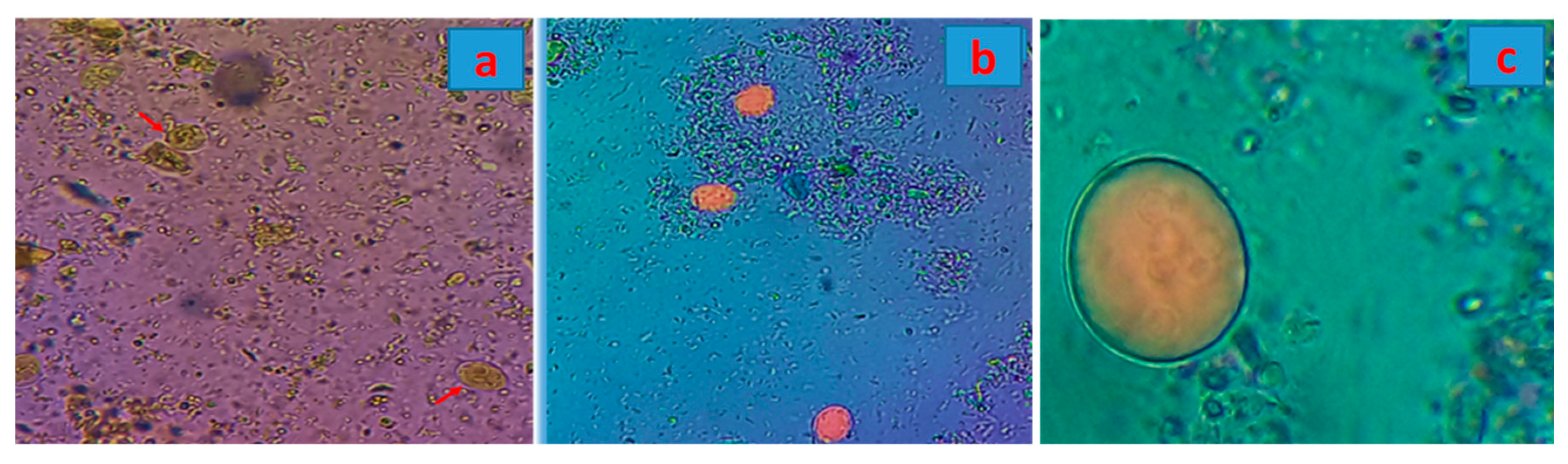 Preprints 237146 g005 Preprints 237146 g005