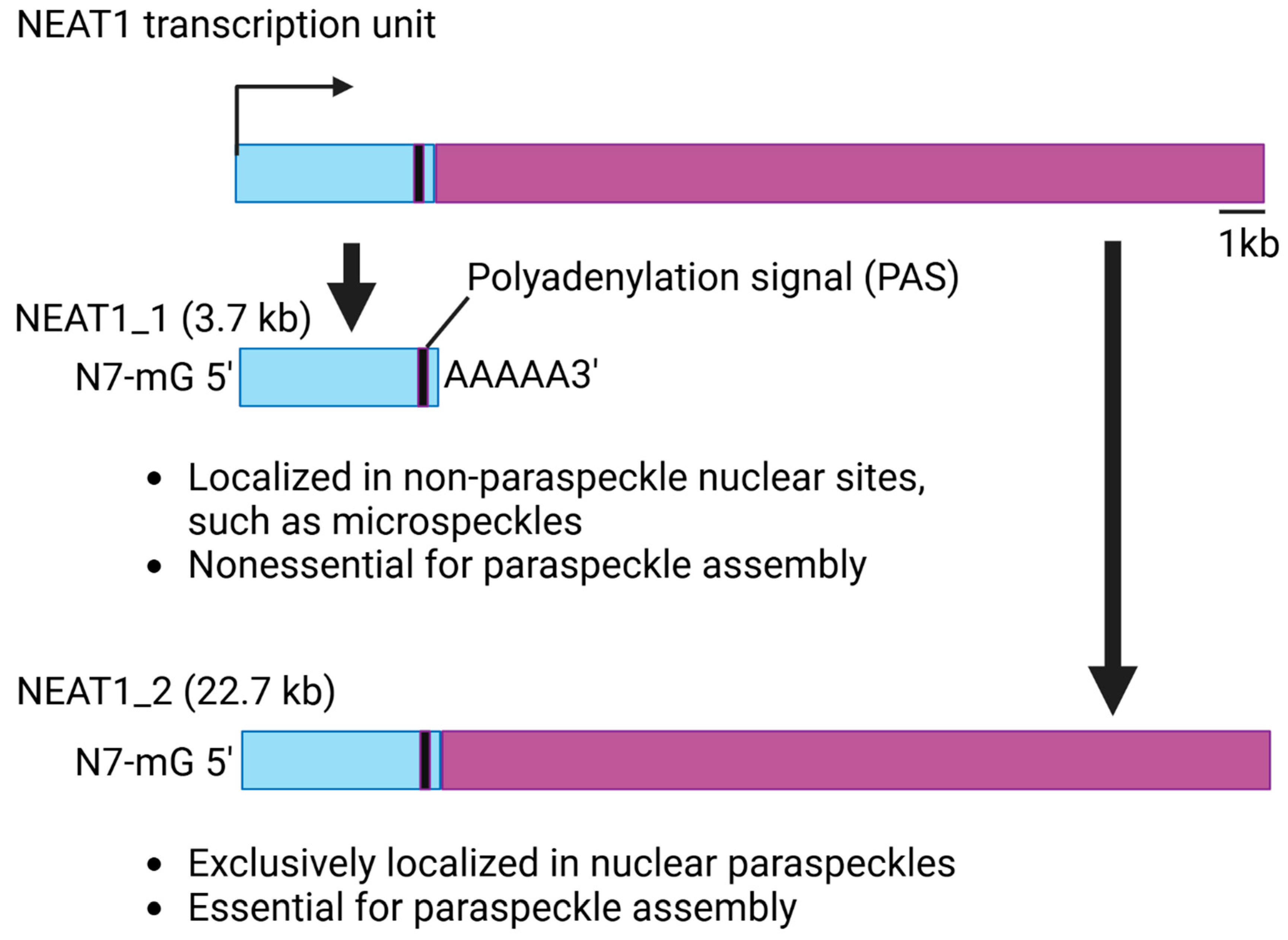 Preprints 150121 g002
