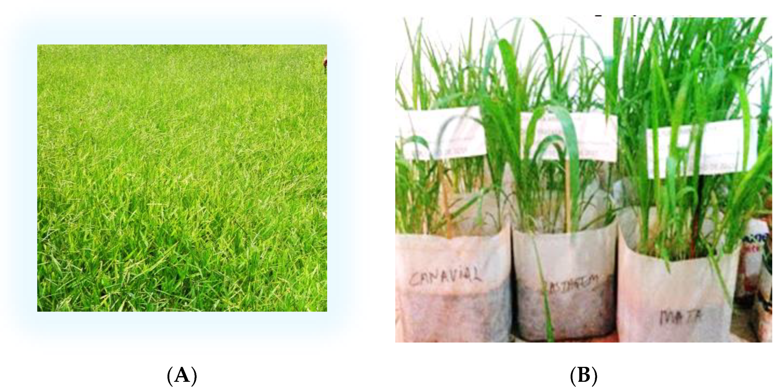 Preprints 102558 g003