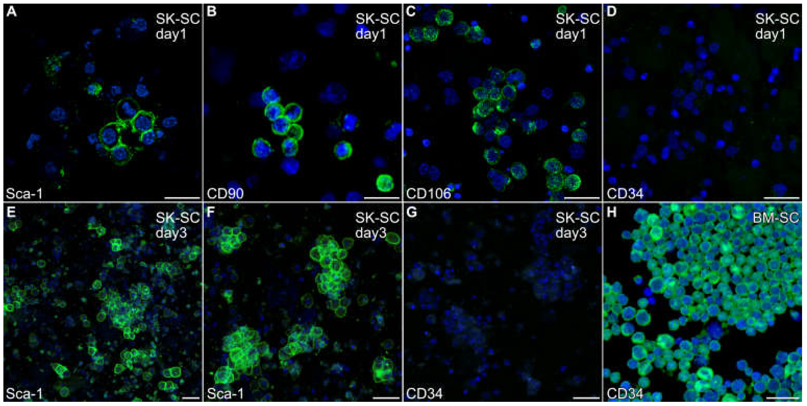Preprints 146983 g001
