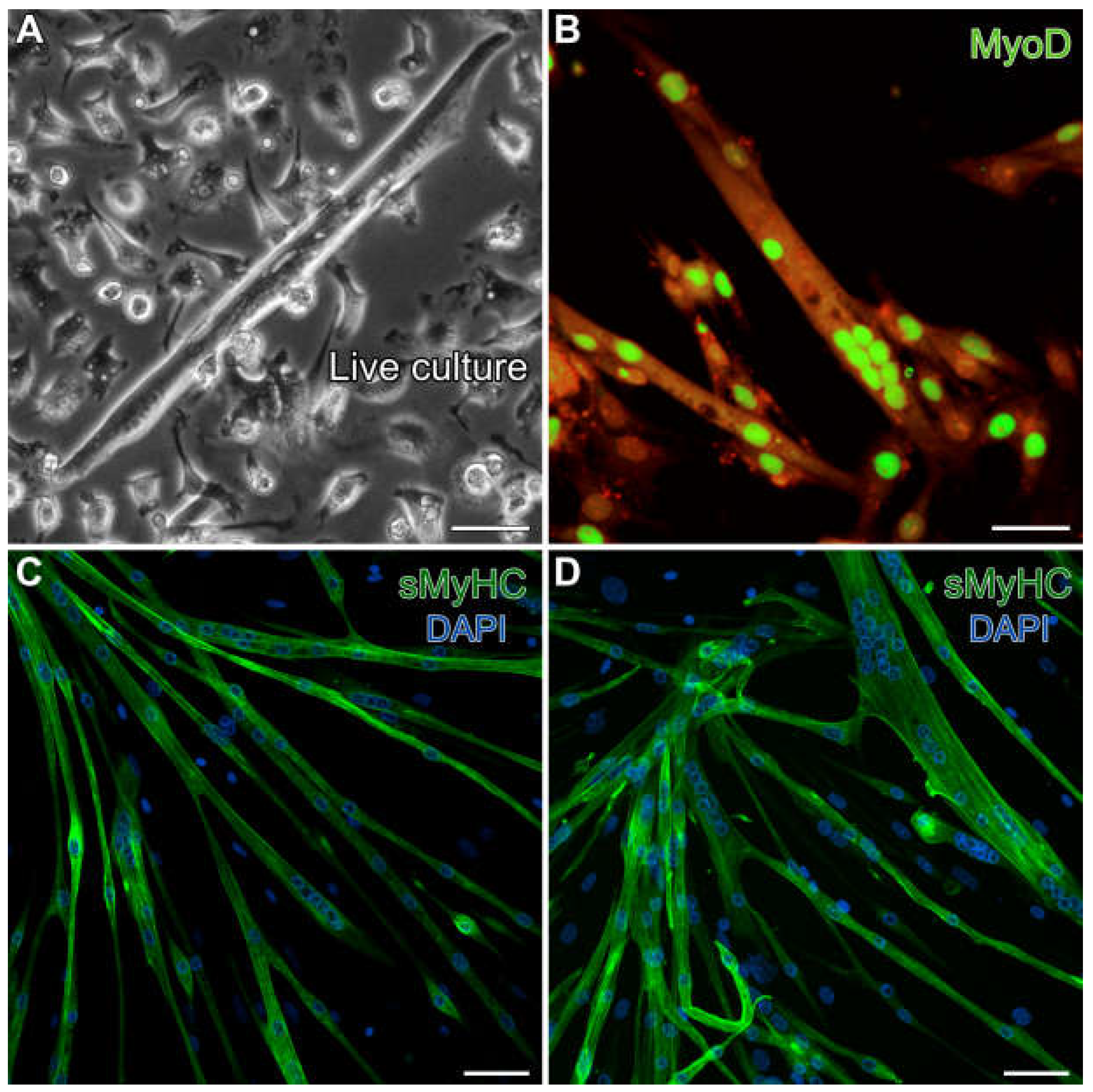 Preprints 146983 g002
