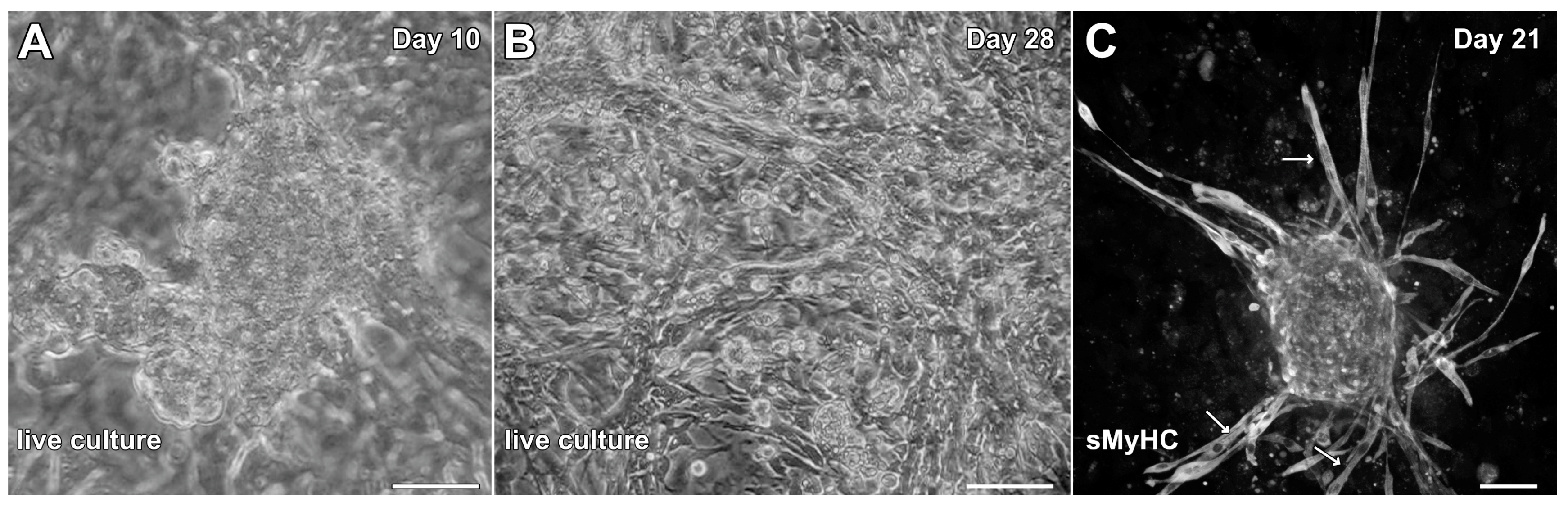 Preprints 146983 g003