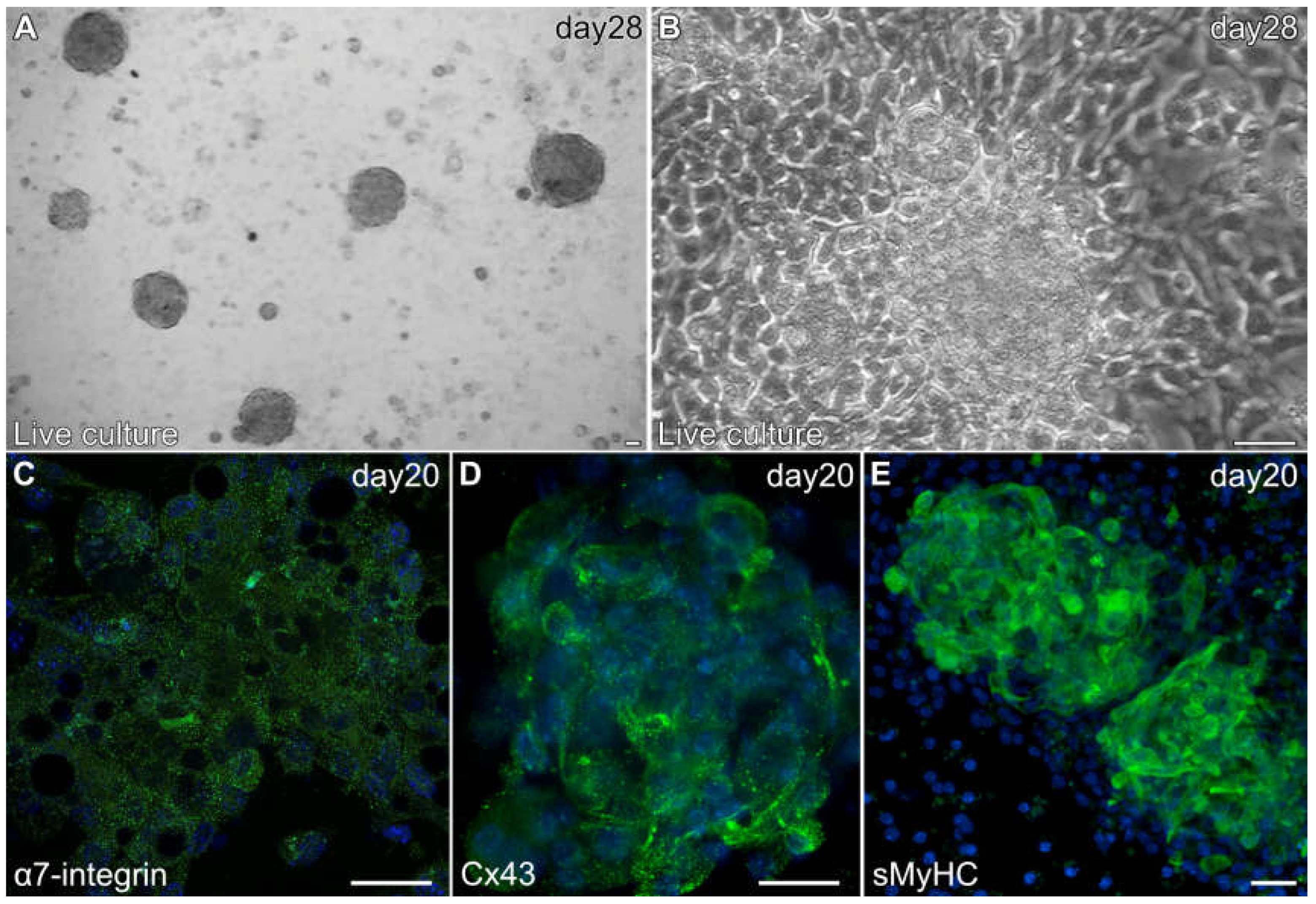 Preprints 146983 g006