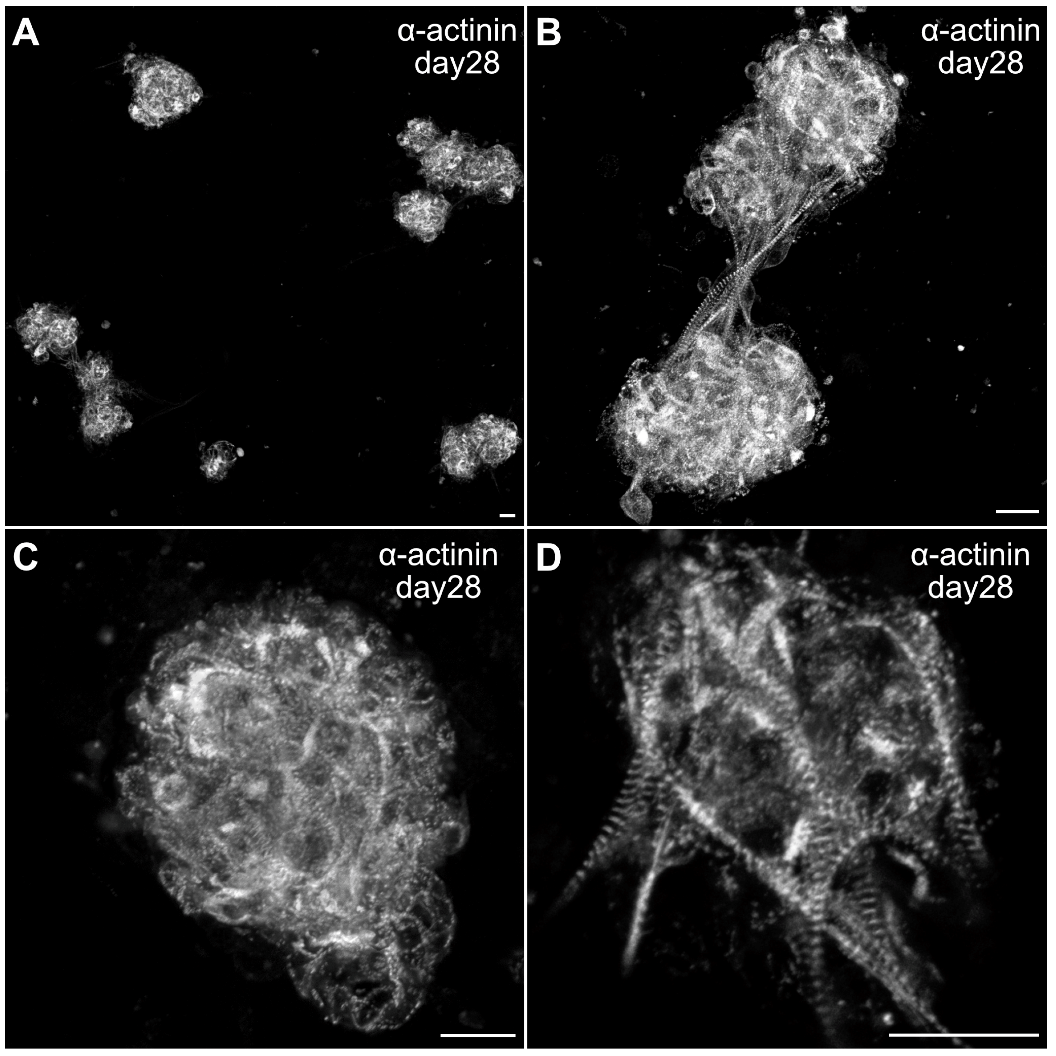 Preprints 146983 g008