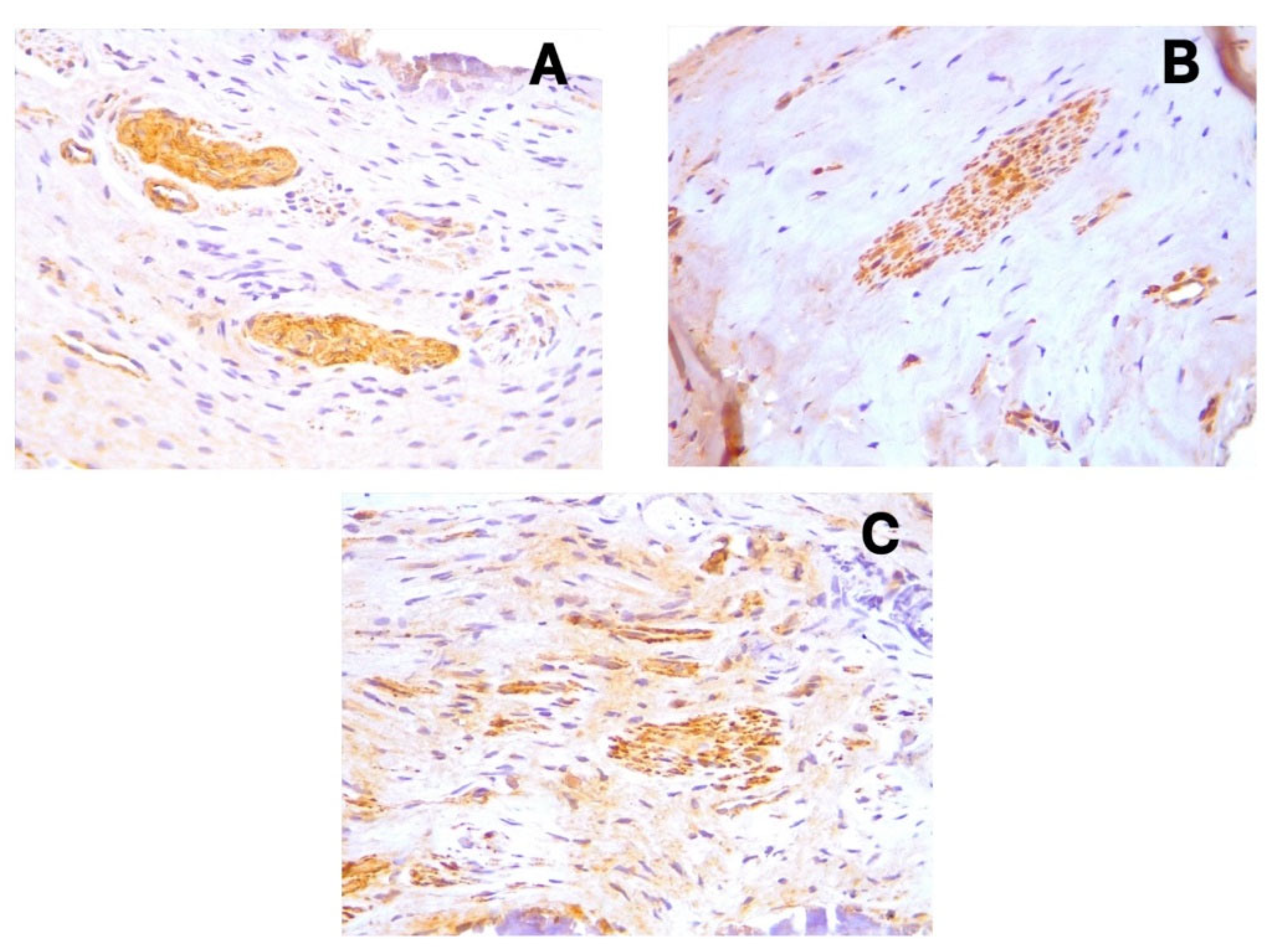 Preprints 164845 g003