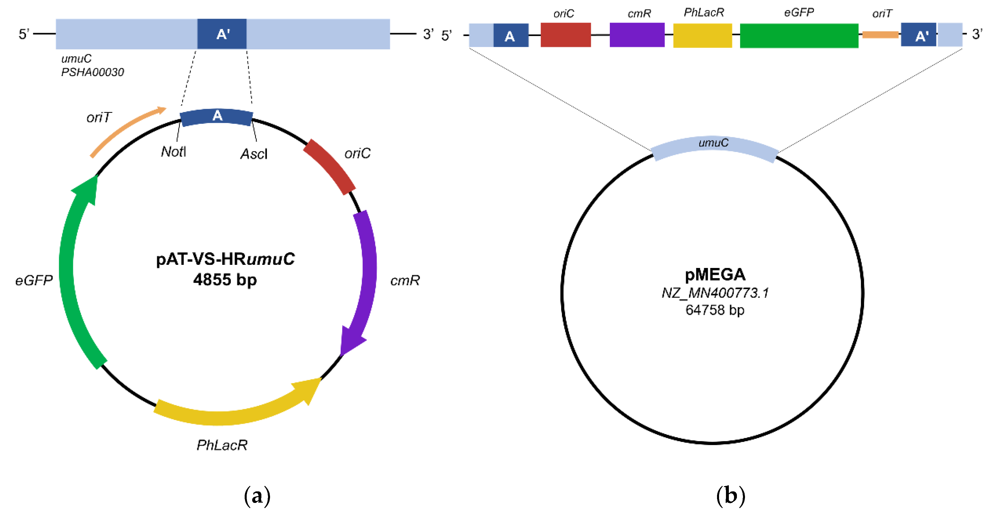 Preprints 142865 g001