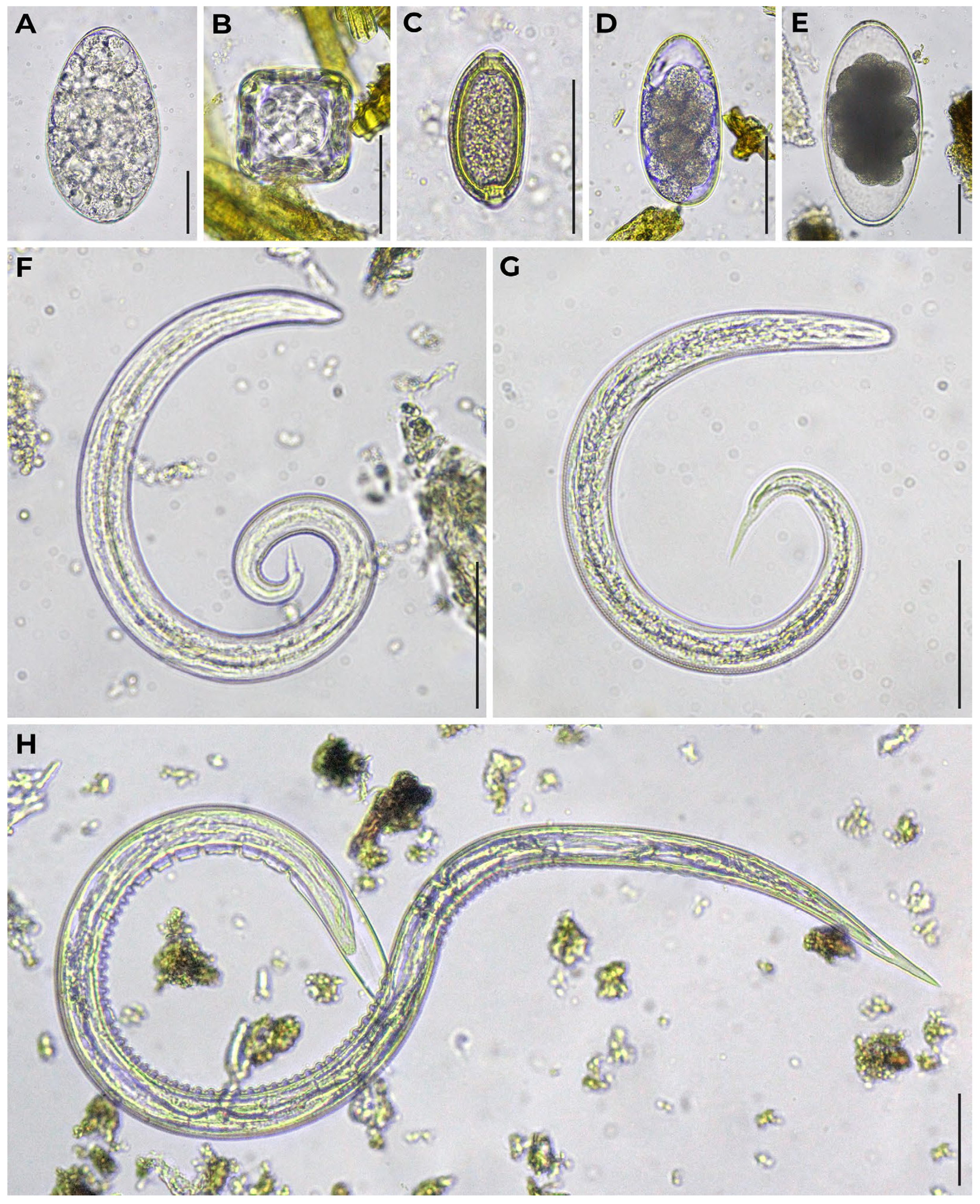 Preprints 194620 g002
