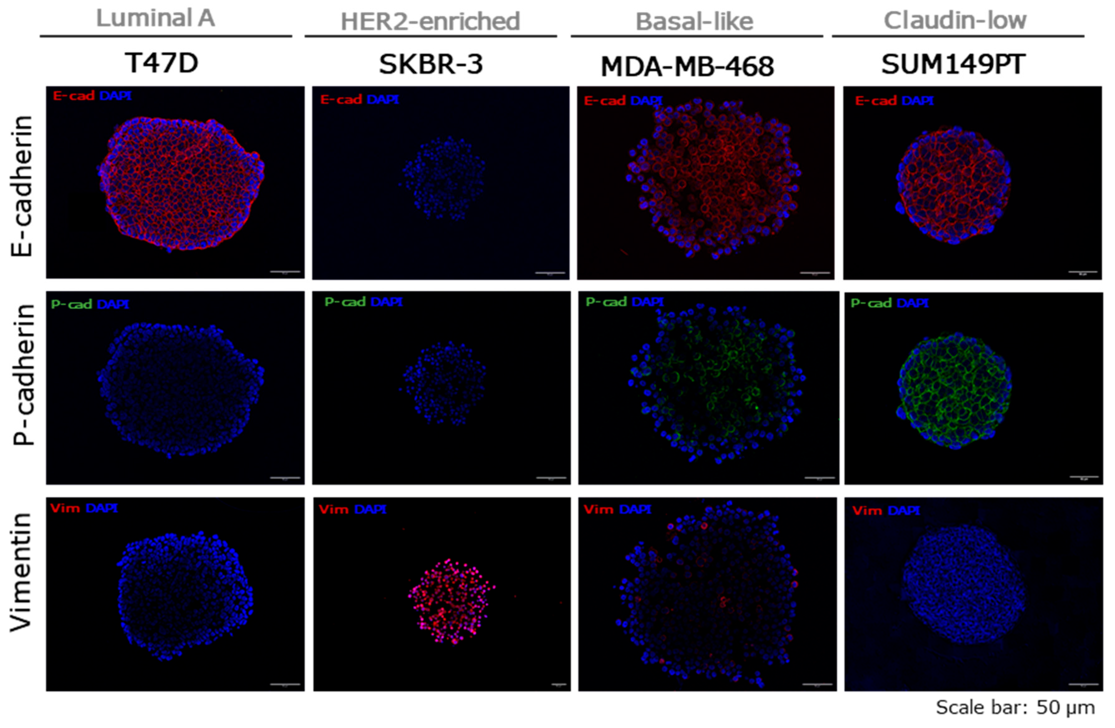 Preprints 205785 g0a5