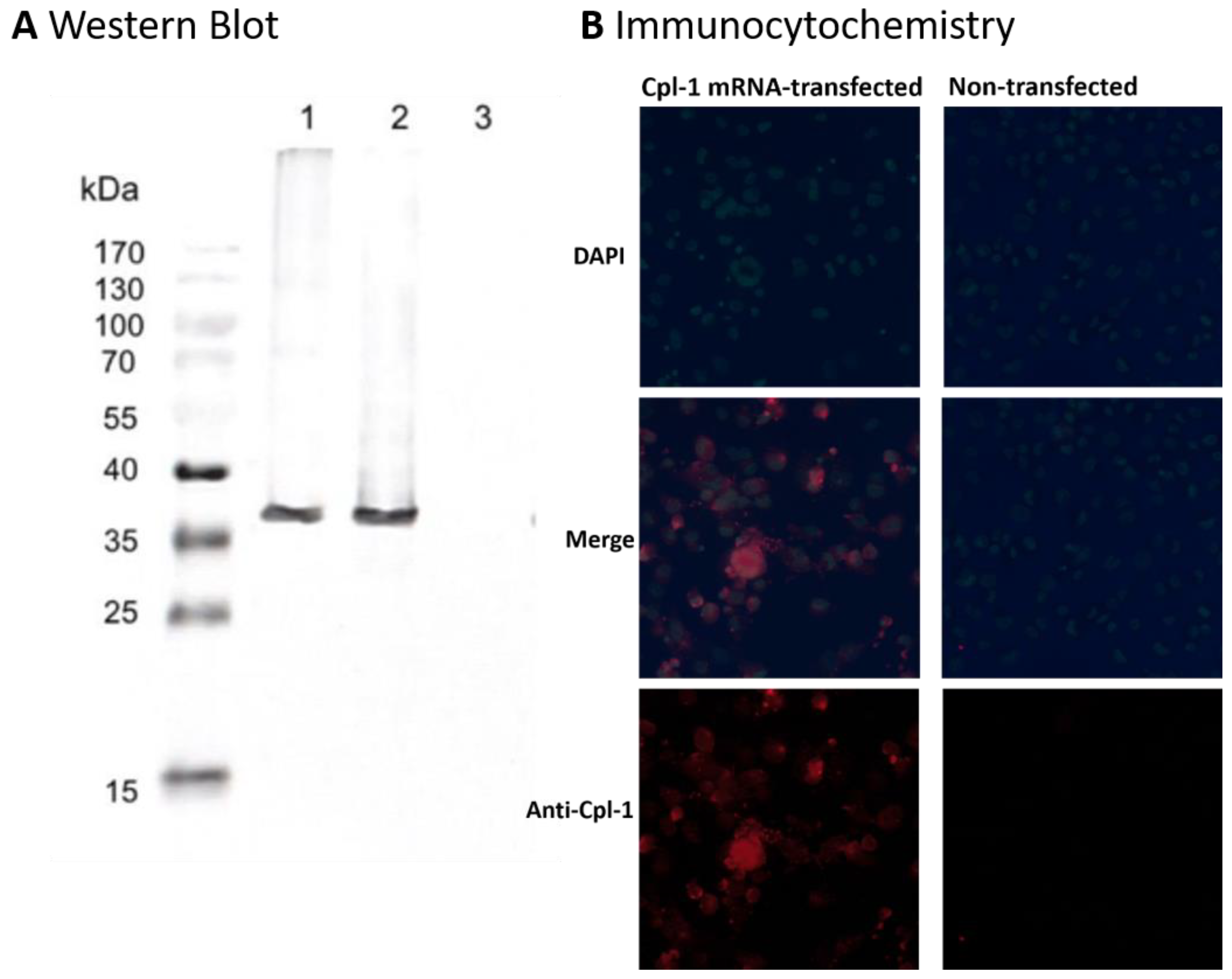 Preprints 214670 g002 Preprints 214670 g002