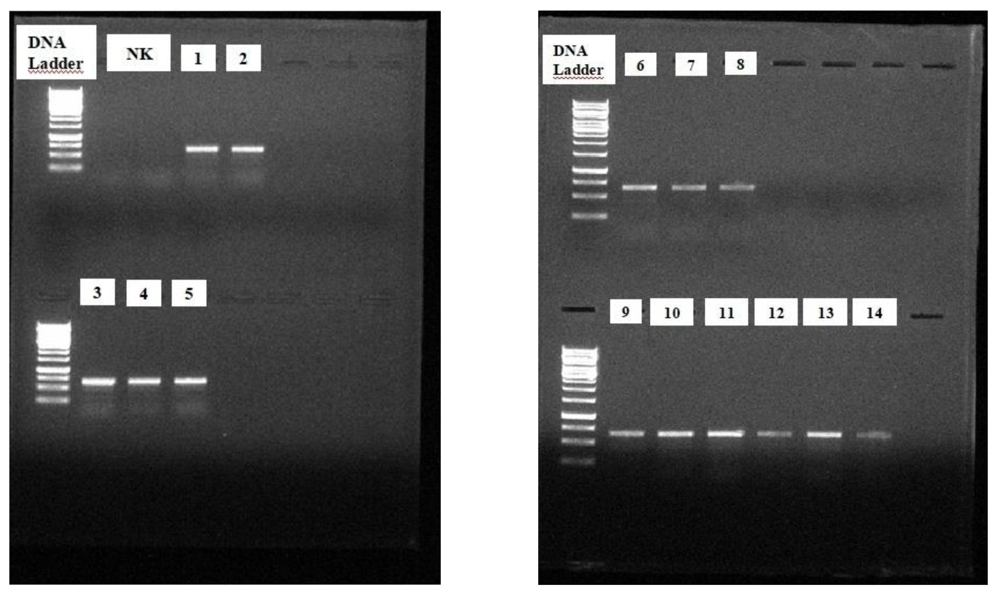 Preprints 153978 g001
