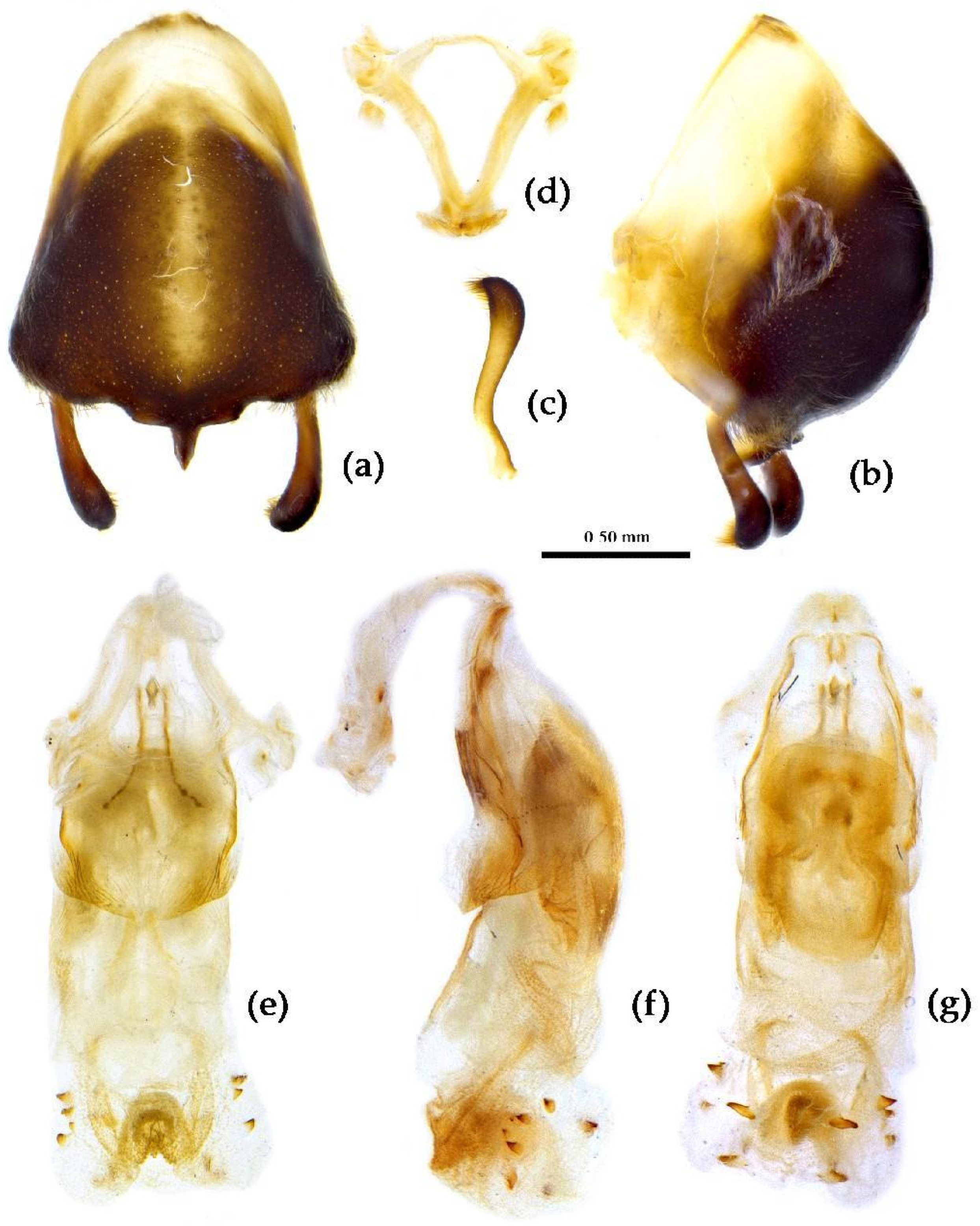 Preprints 83033 g026