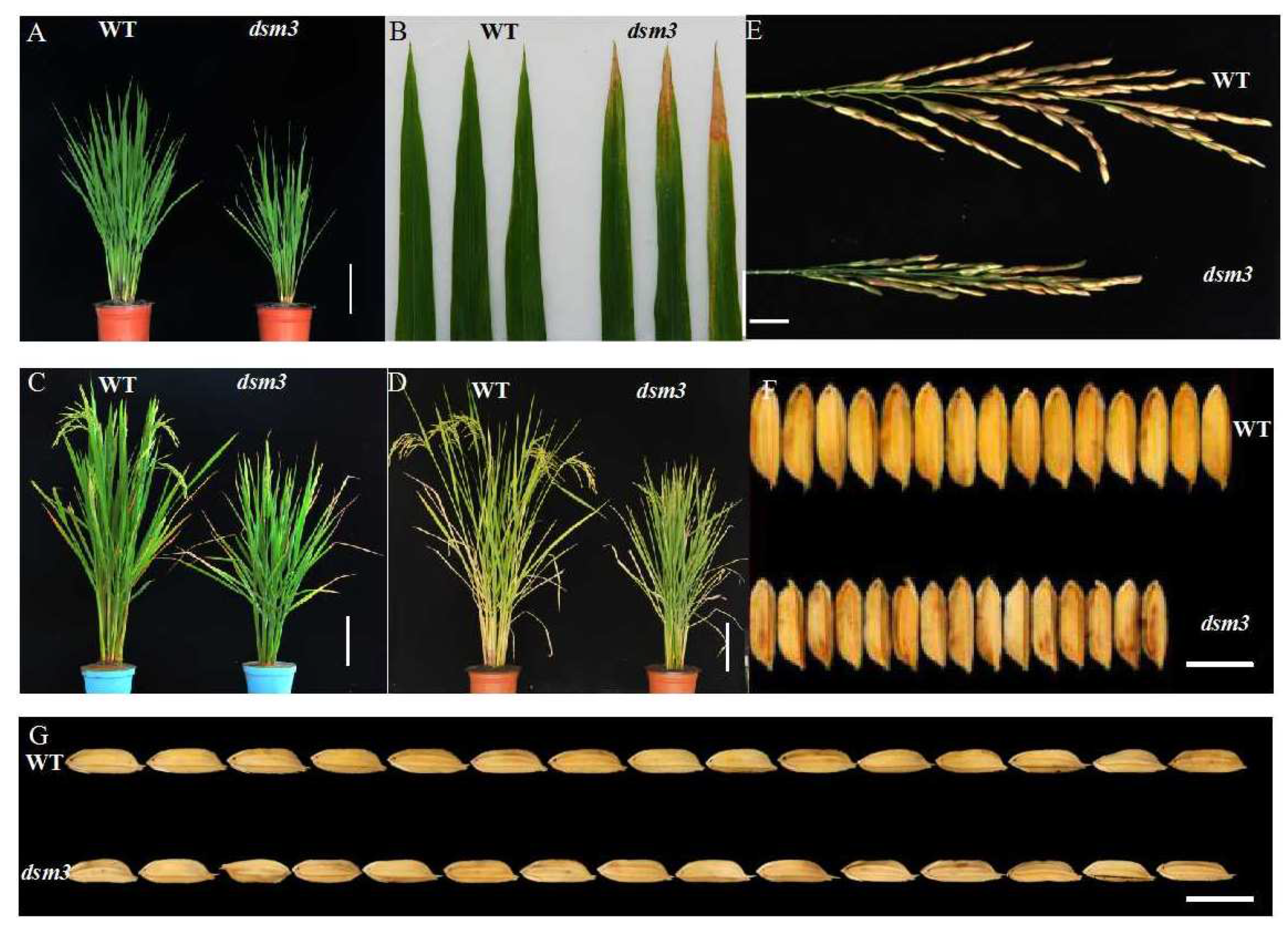 Preprints 81105 g001