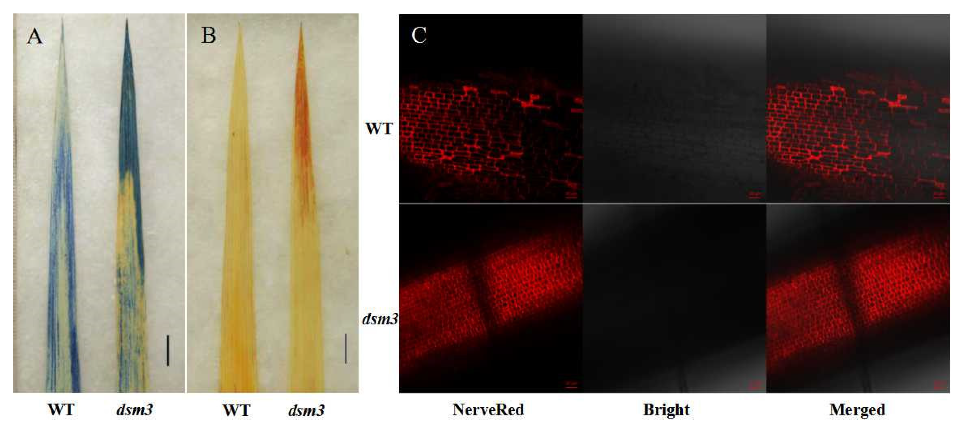 Preprints 81105 g003