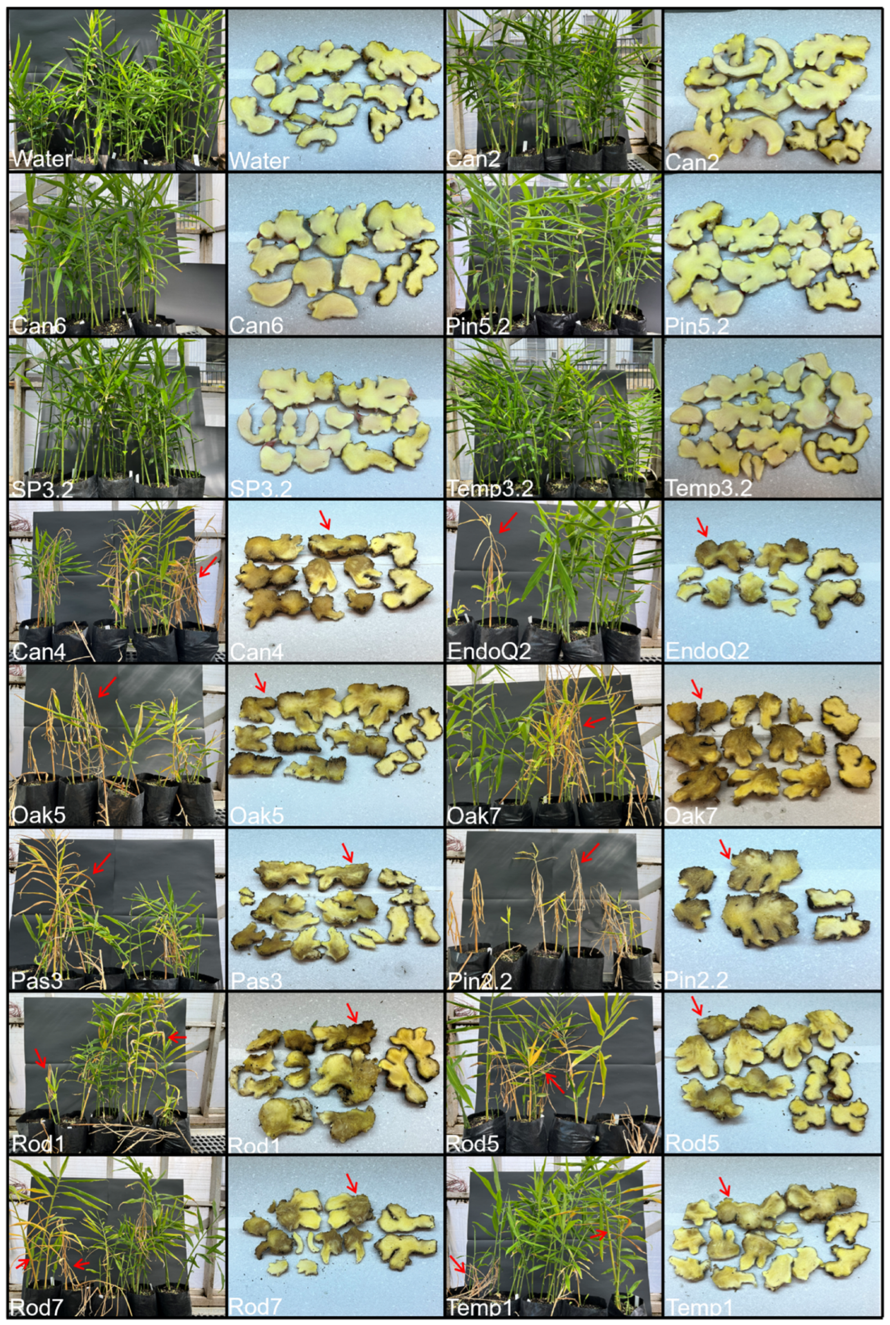 Preprints 207987 g003