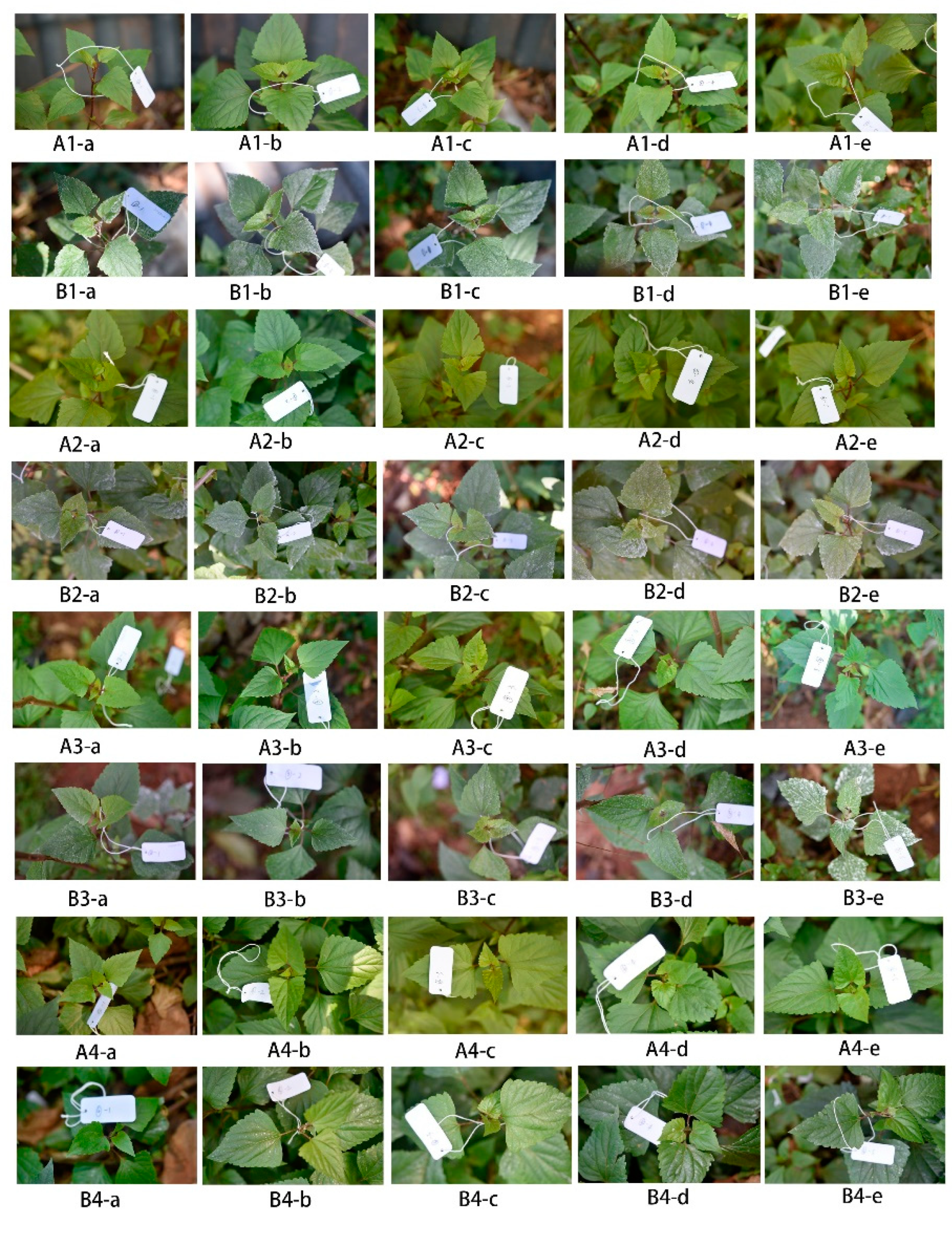 Preprints 152326 g002