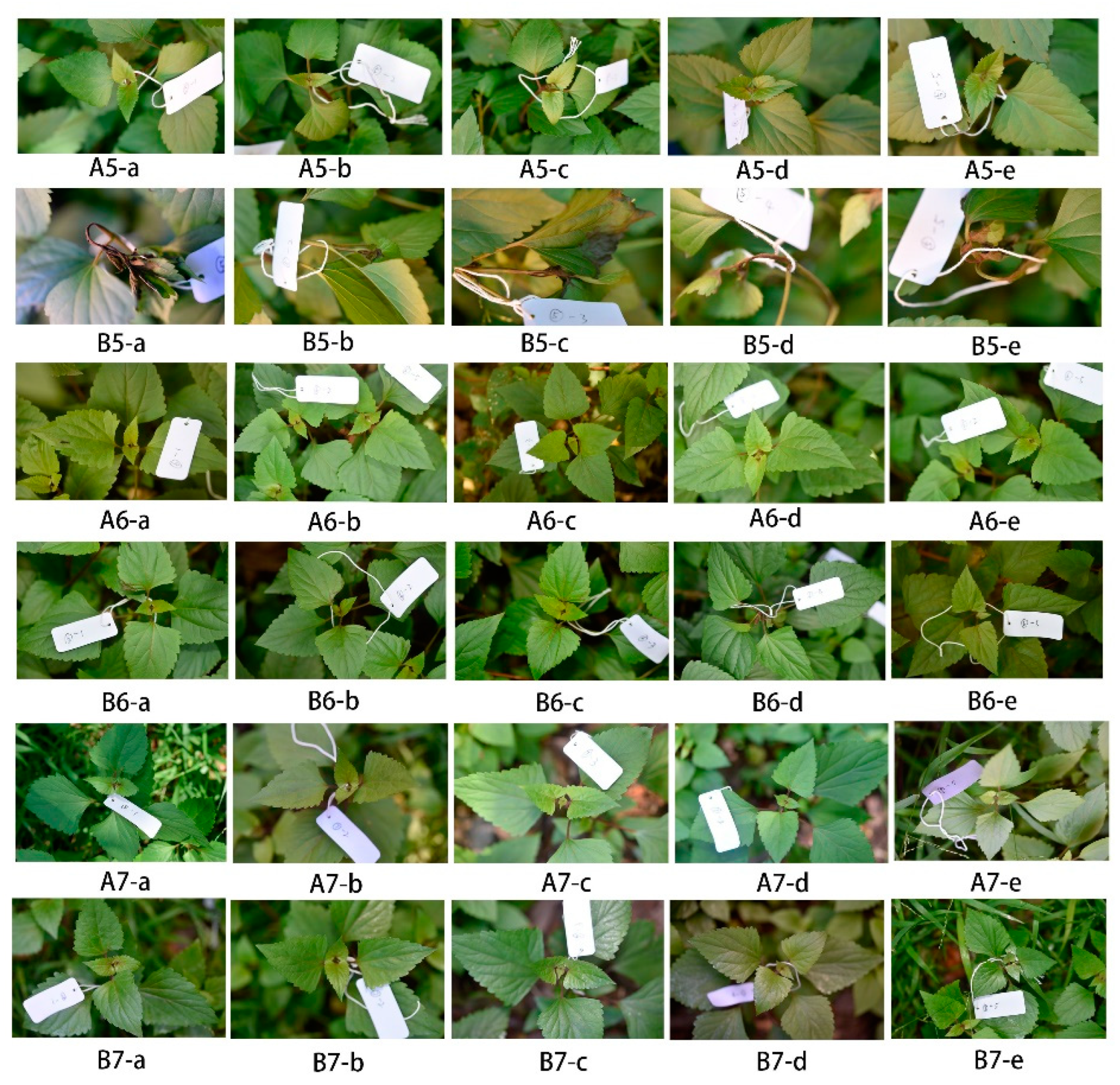 Preprints 152326 g003