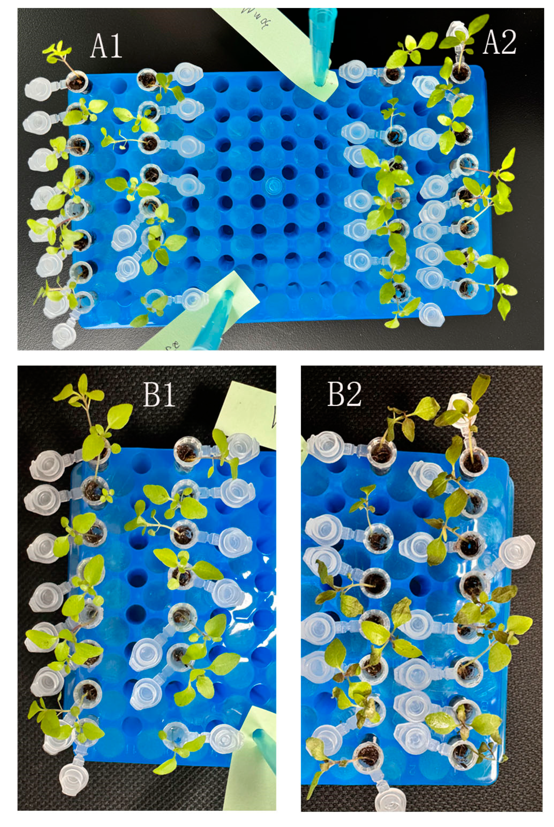 Preprints 152326 g004