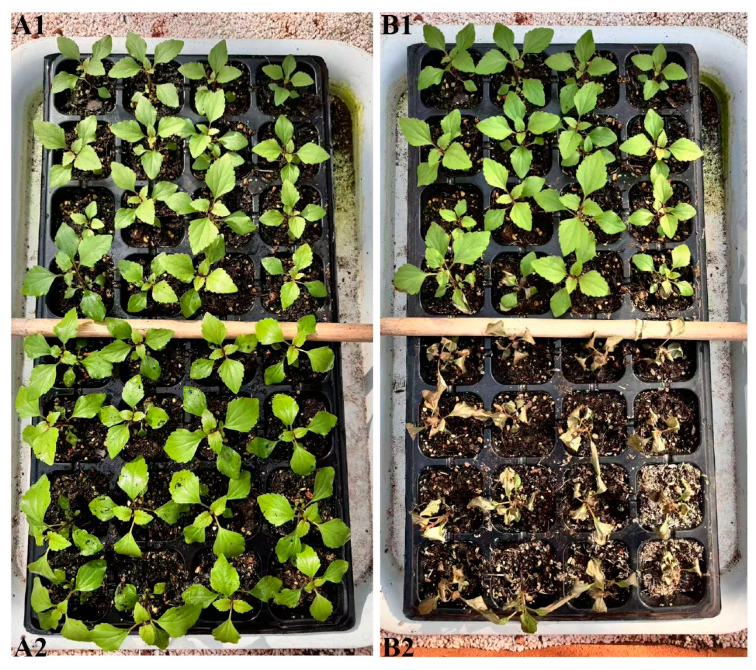 Preprints 152326 g005