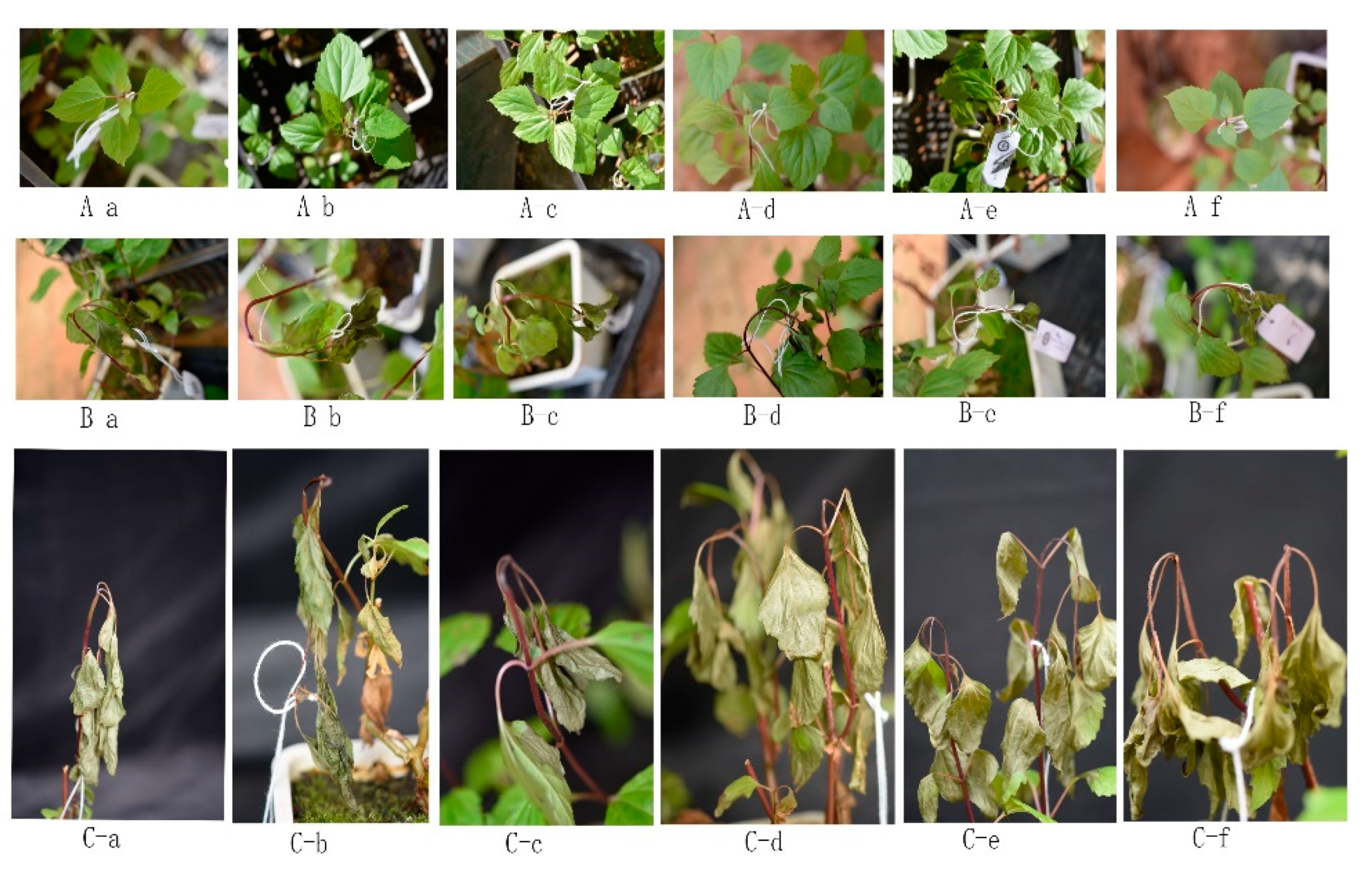 Preprints 152326 g006