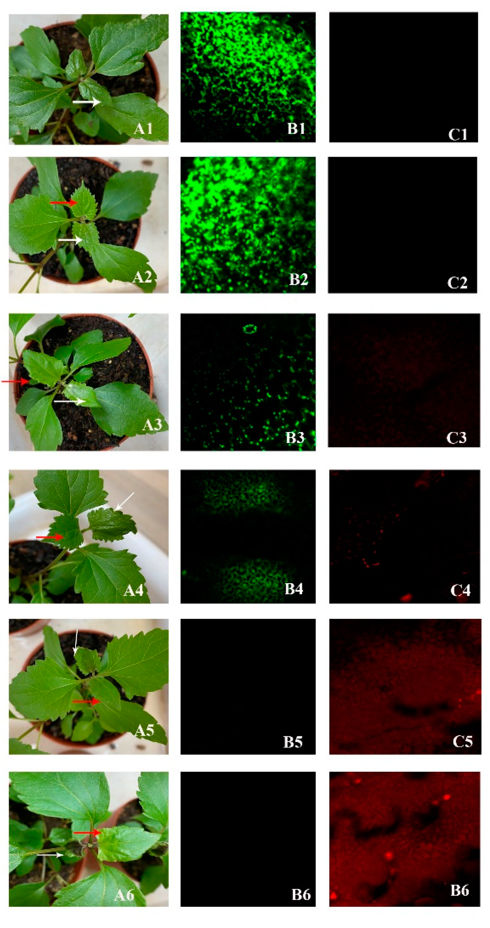Preprints 152326 g007