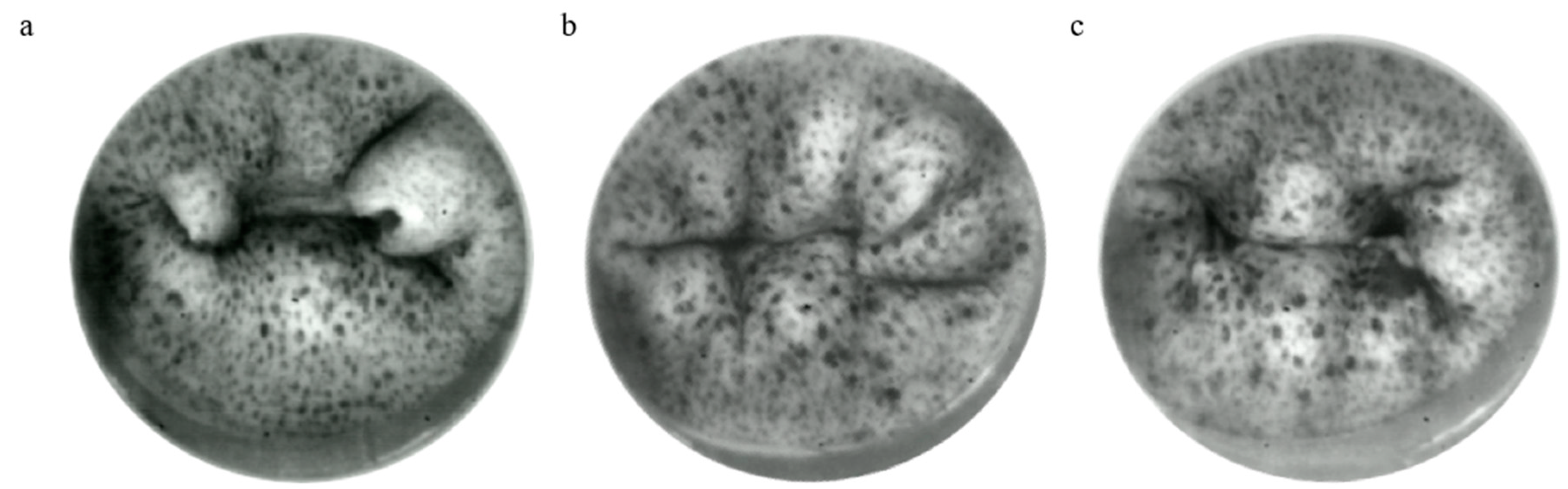 Preprints 150417 g004