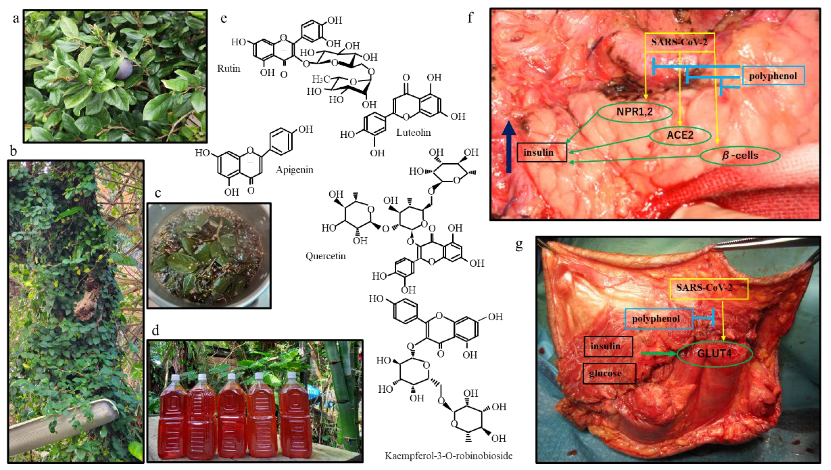 Preprints 142049 g001