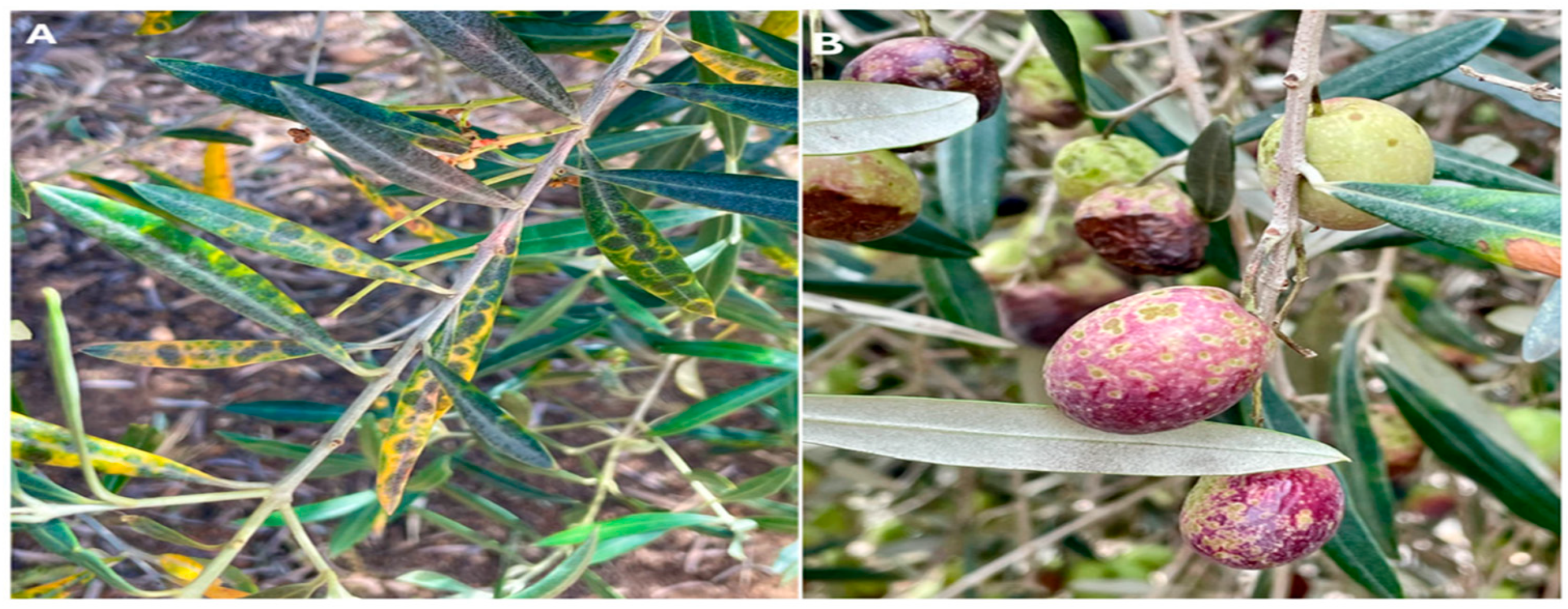 Preprints 166464 g001