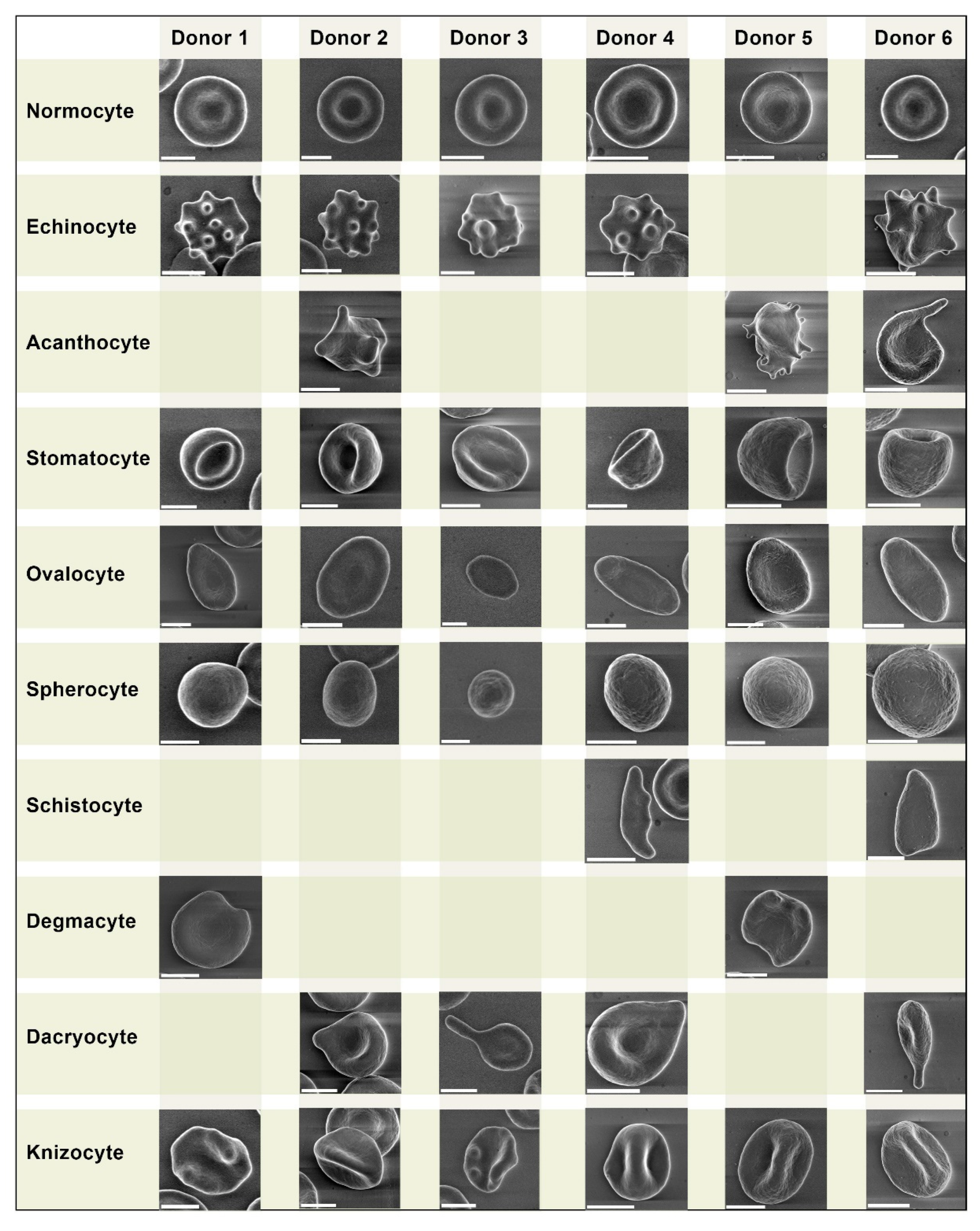 Preprints 86862 g001