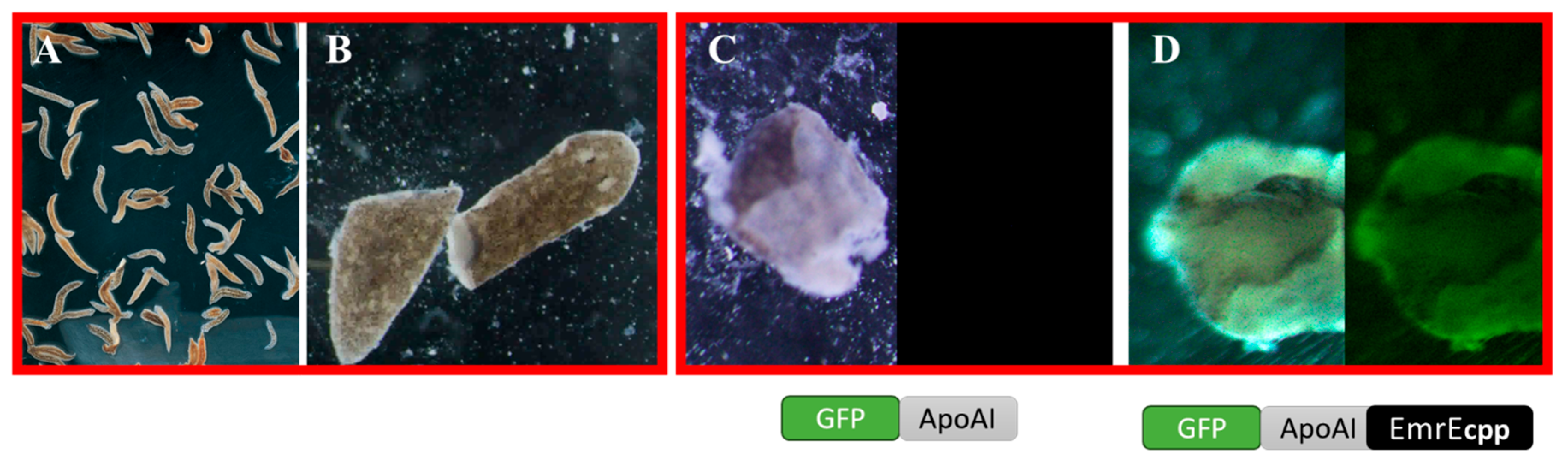 Preprints 196034 g002