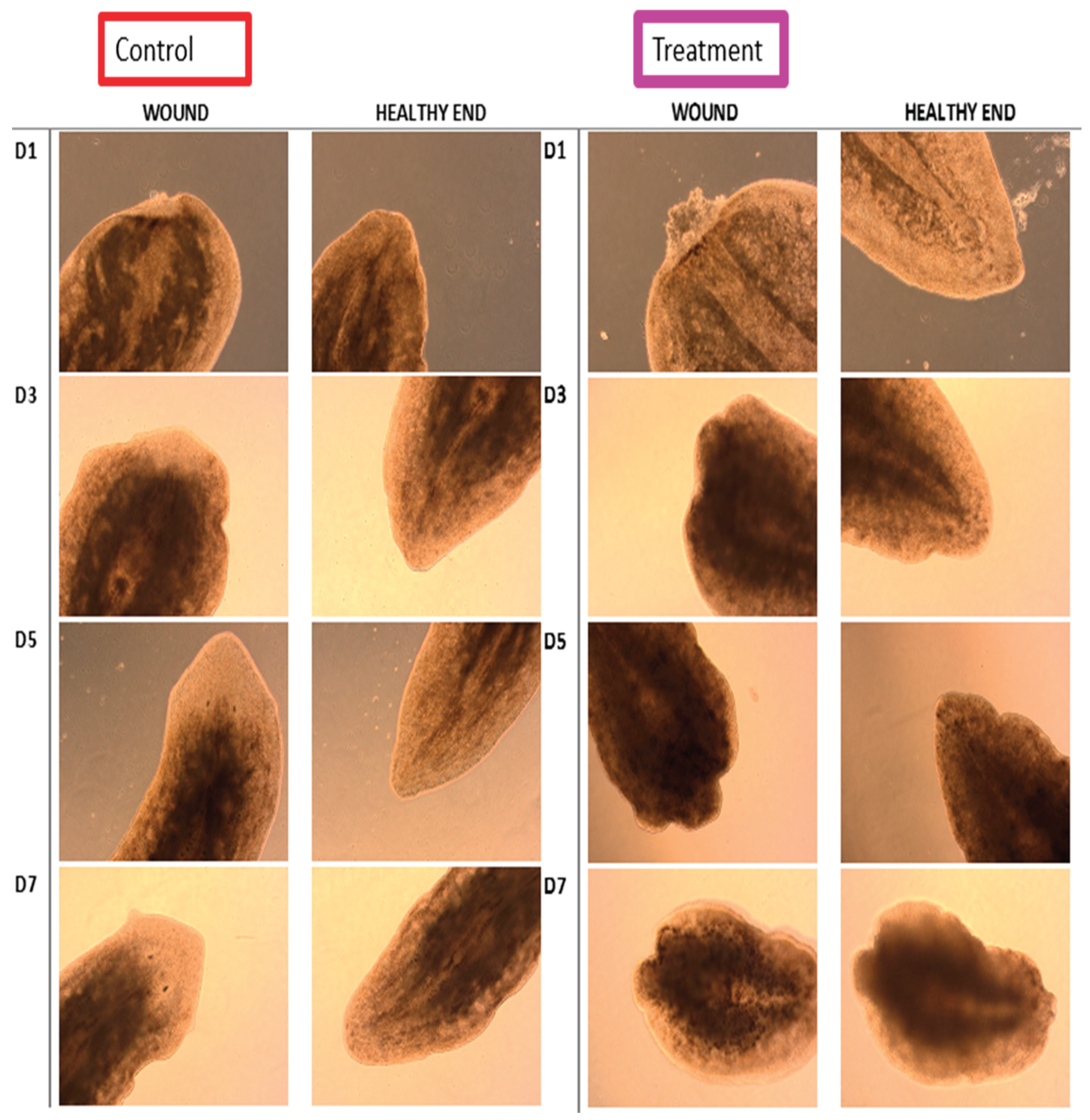 Preprints 196034 g008