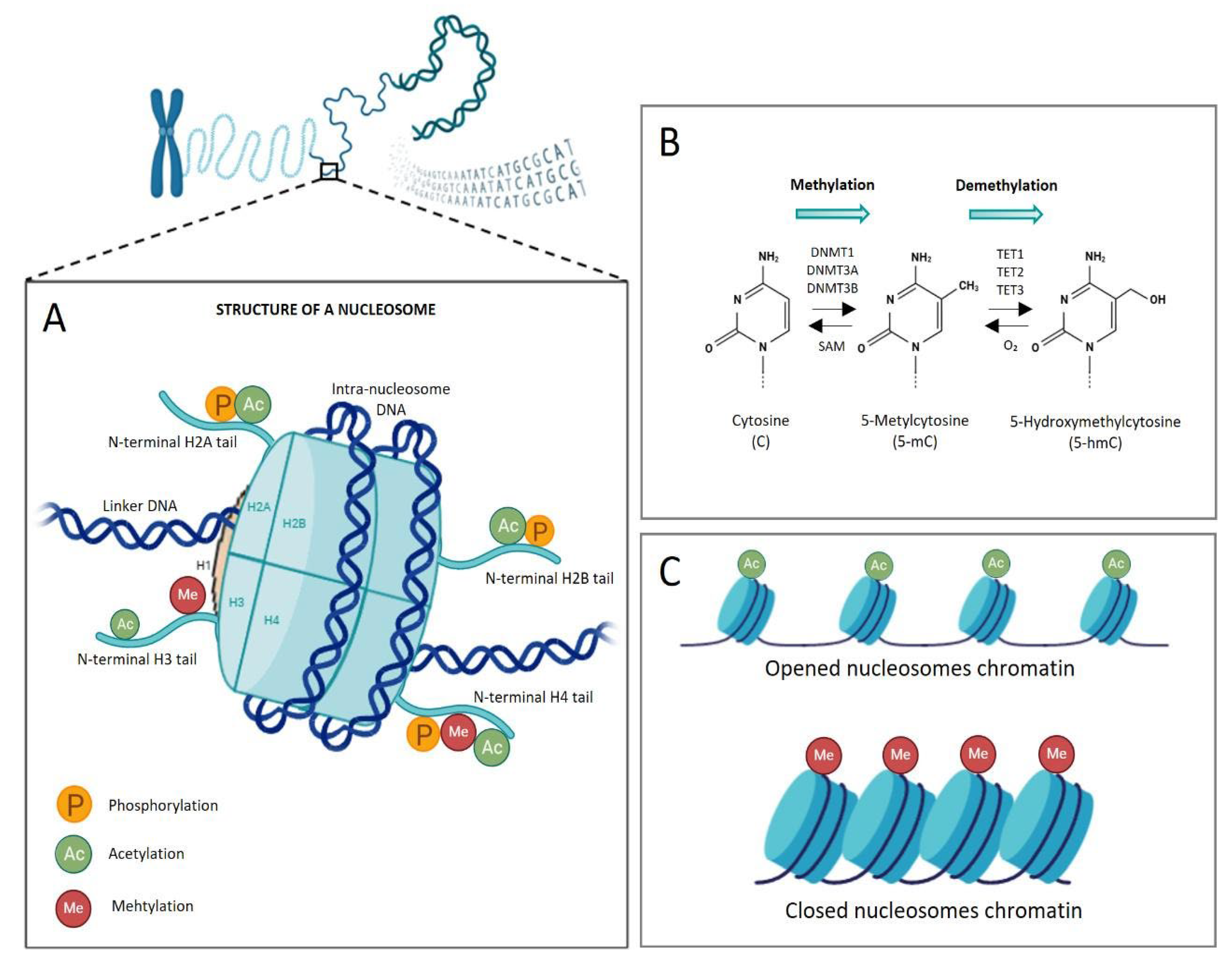 Preprints 182055 g002