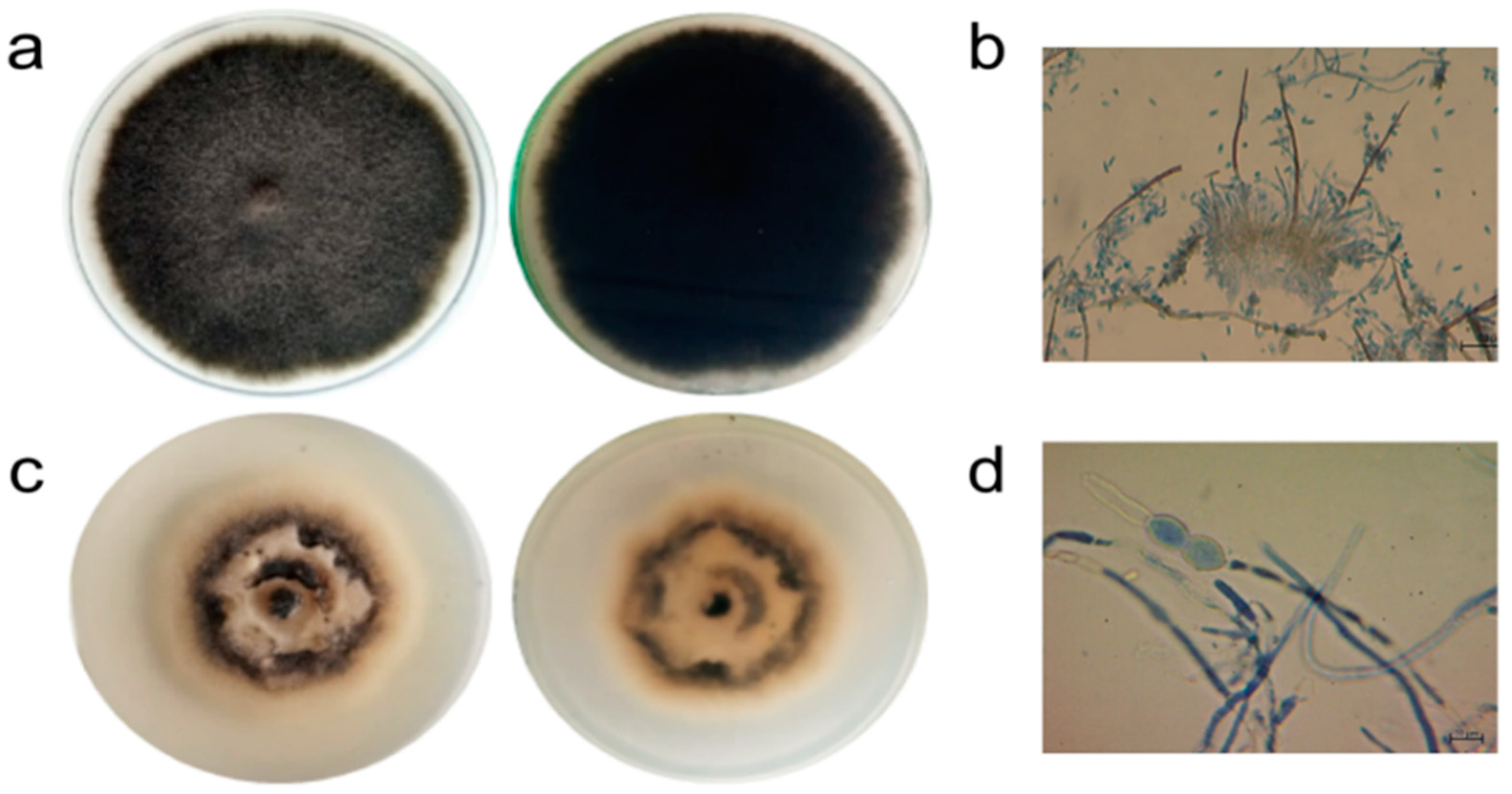 Preprints 148822 g001