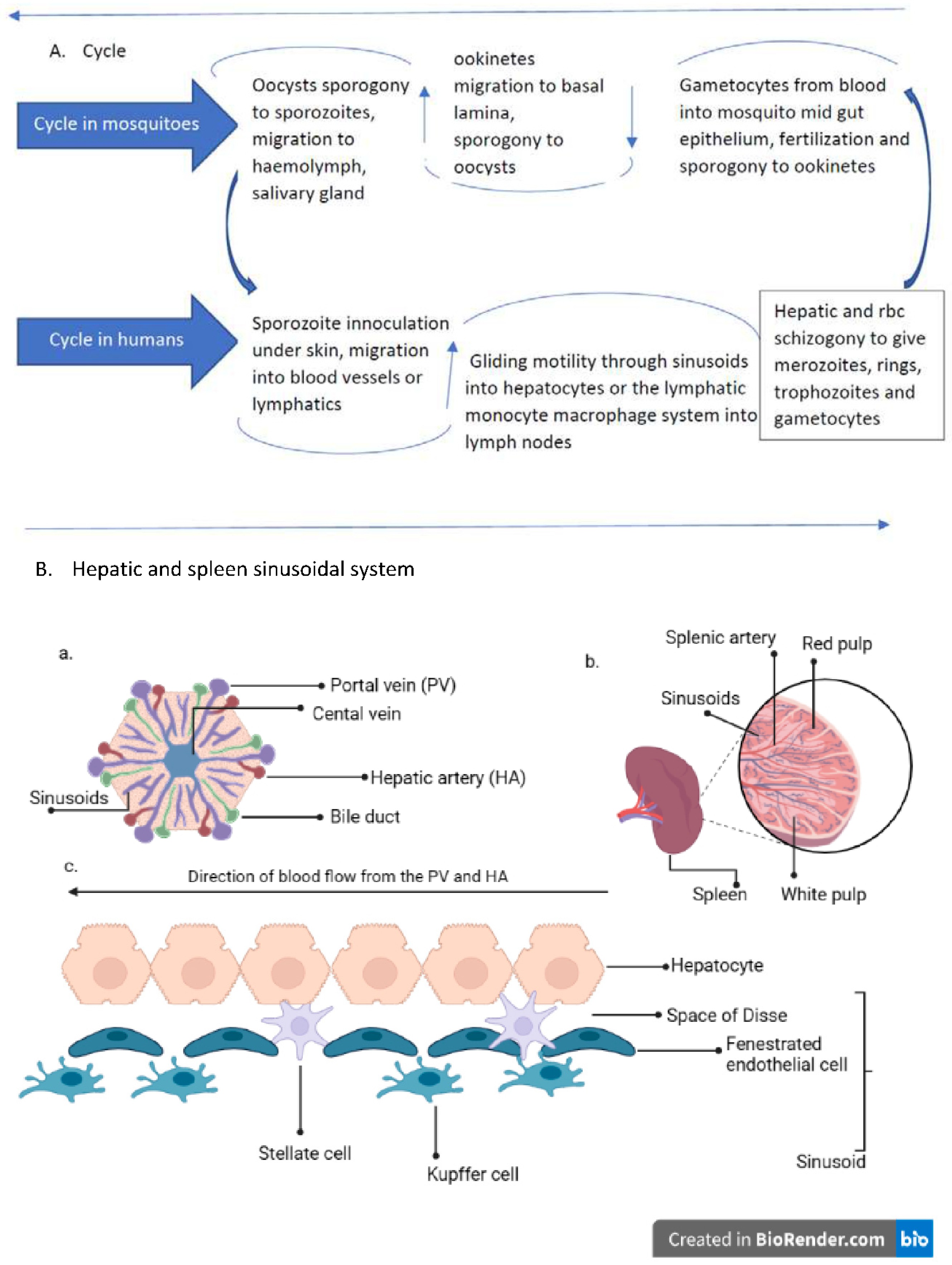 Preprints 77649 g001