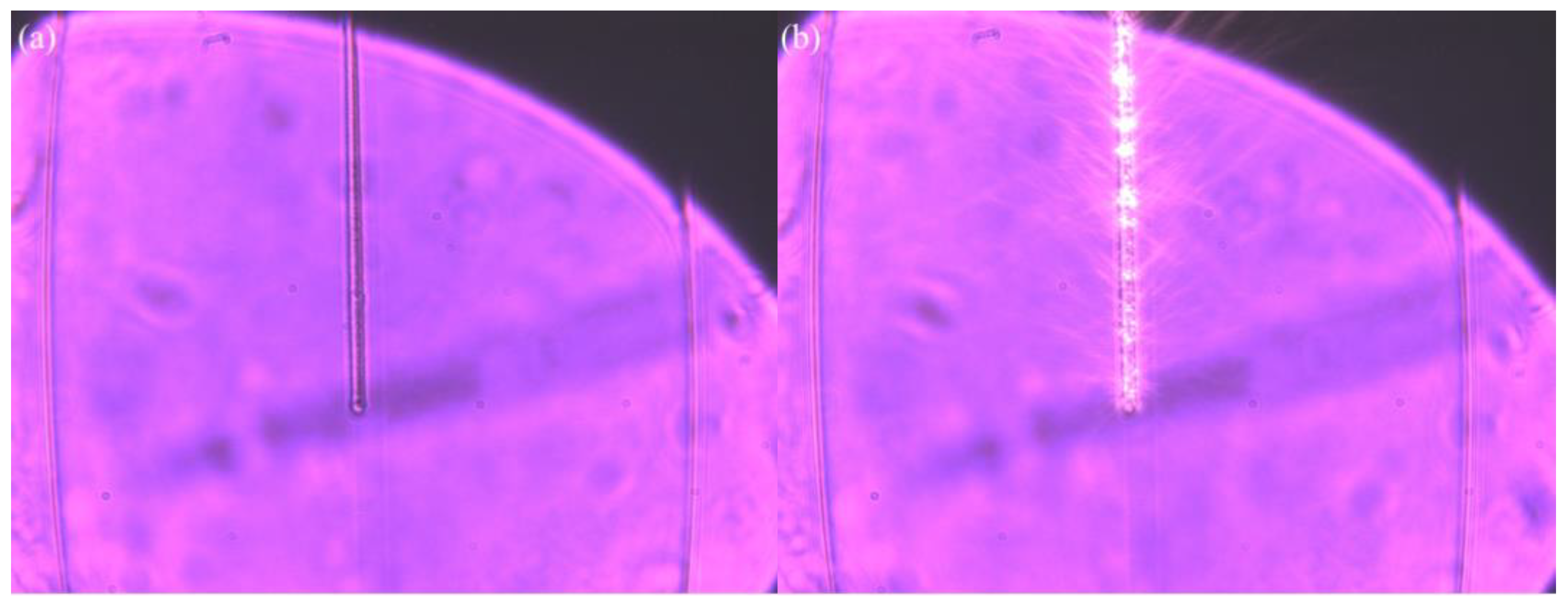 Preprints 170009 g004