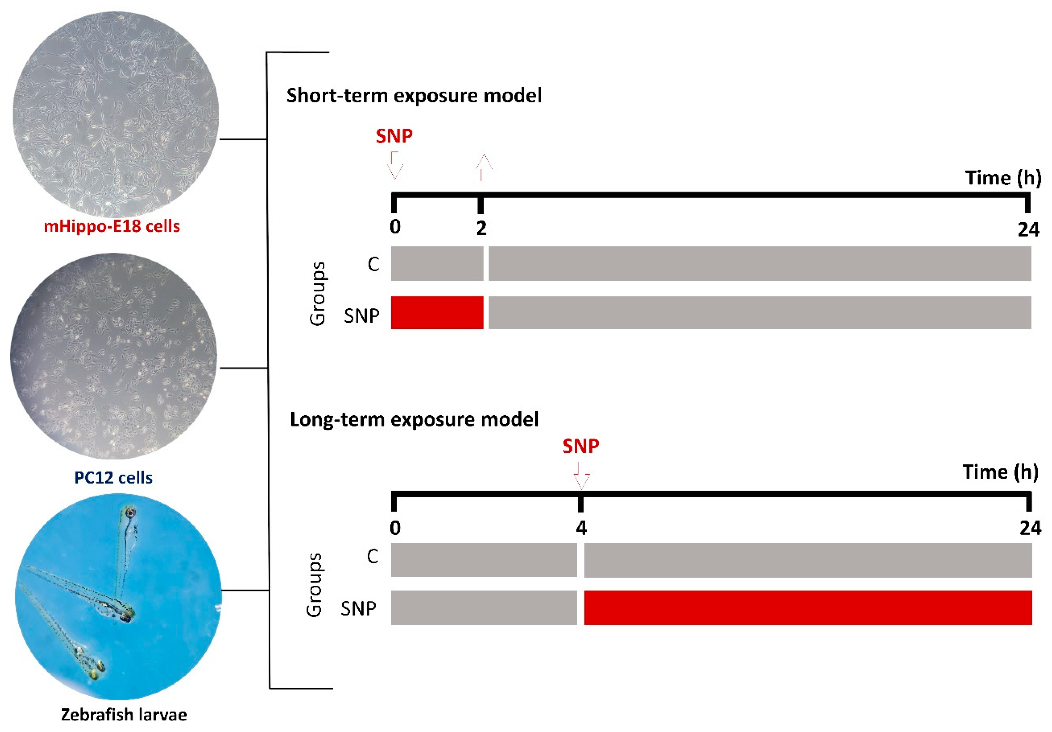 Preprints 193482 g001