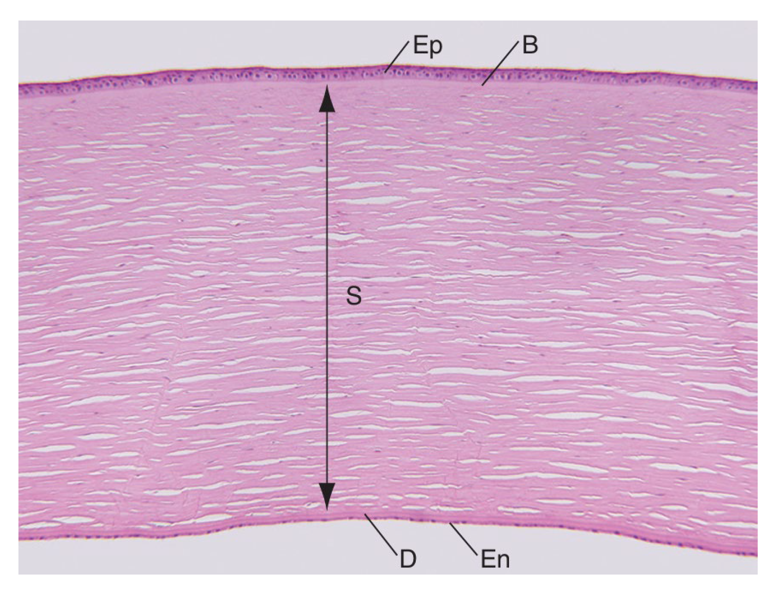 Preprints 181747 g001
