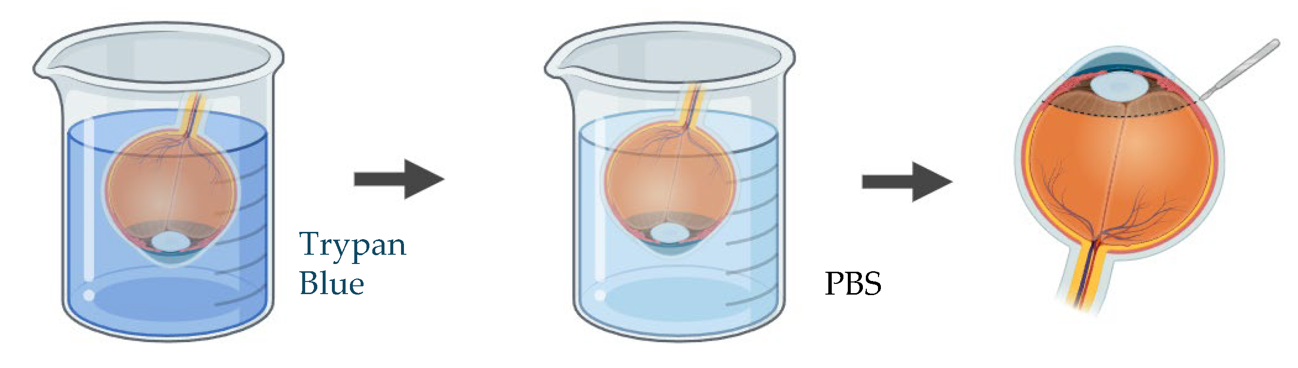 Preprints 181747 g005