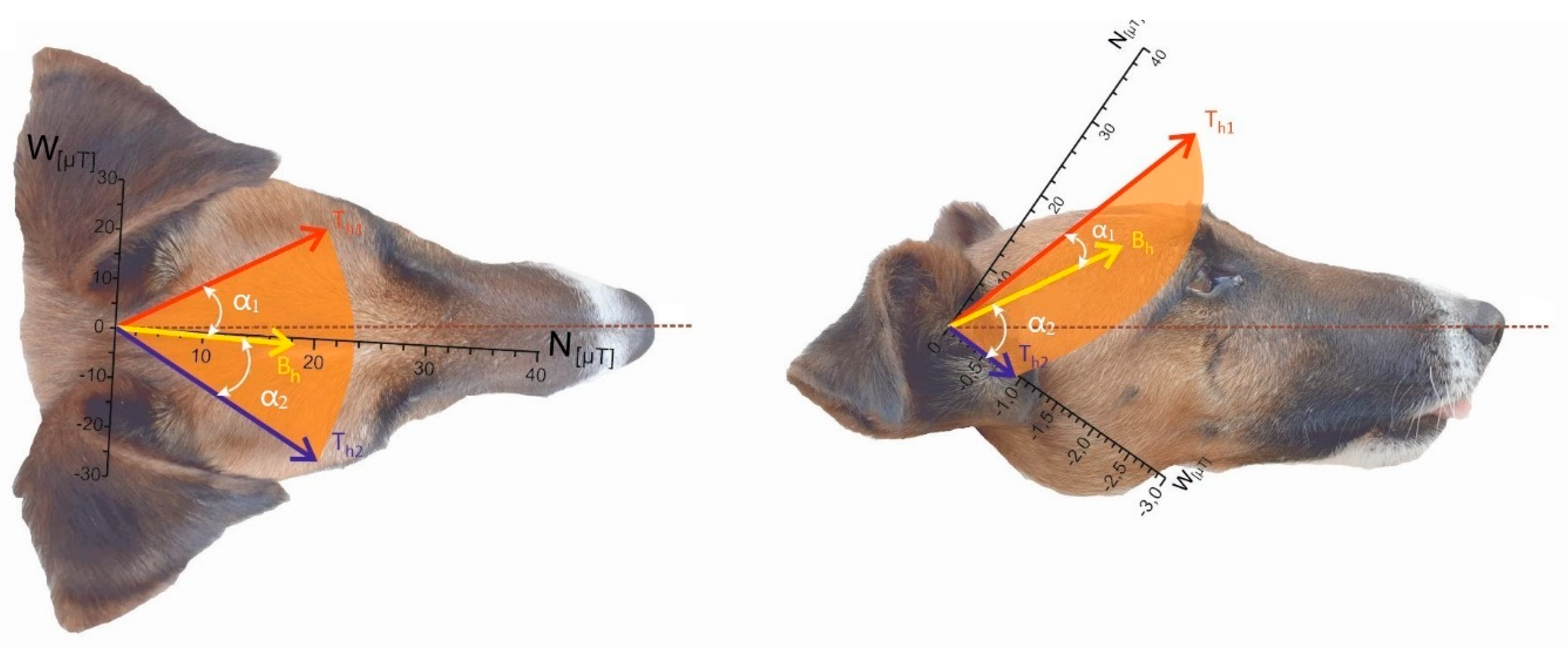 Preprints 181058 g005