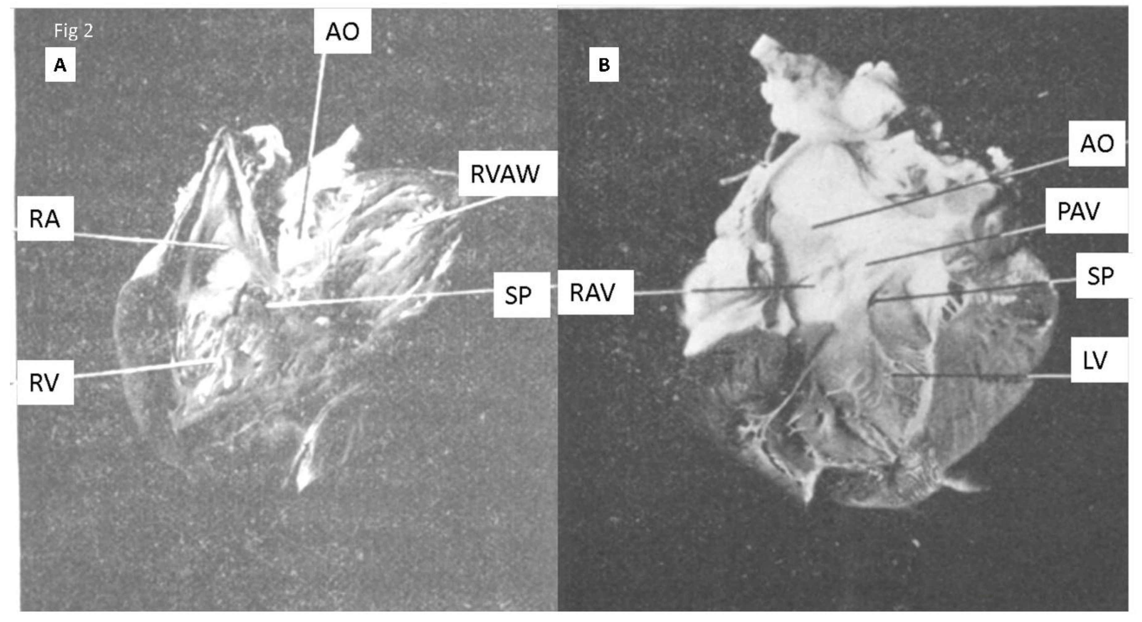 Preprints 175926 g002