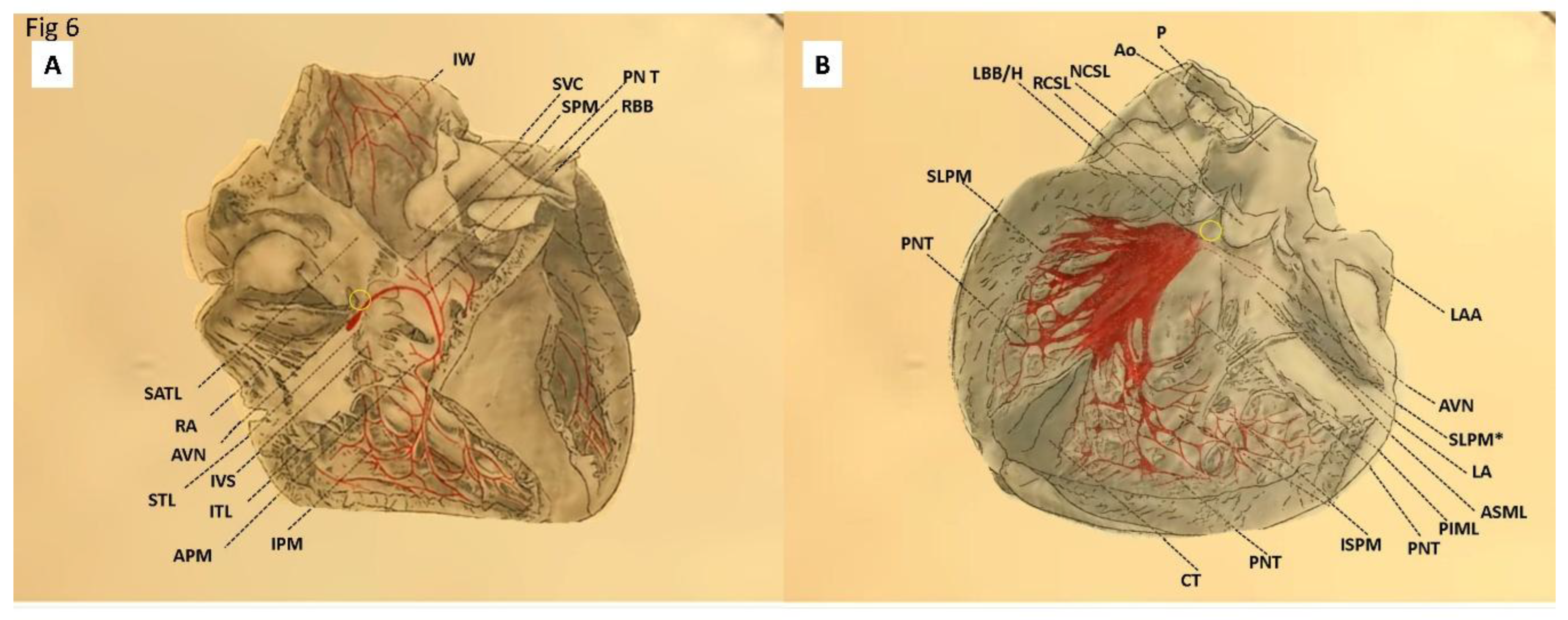 Preprints 175926 g006
