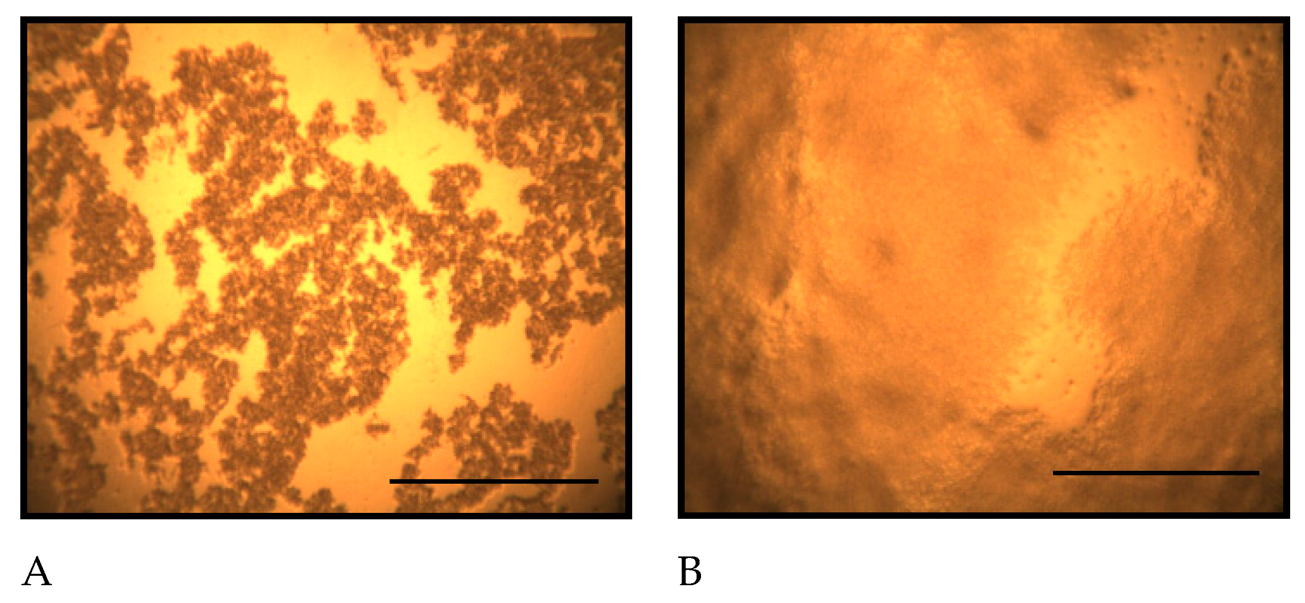 Preprints 167268 g001a