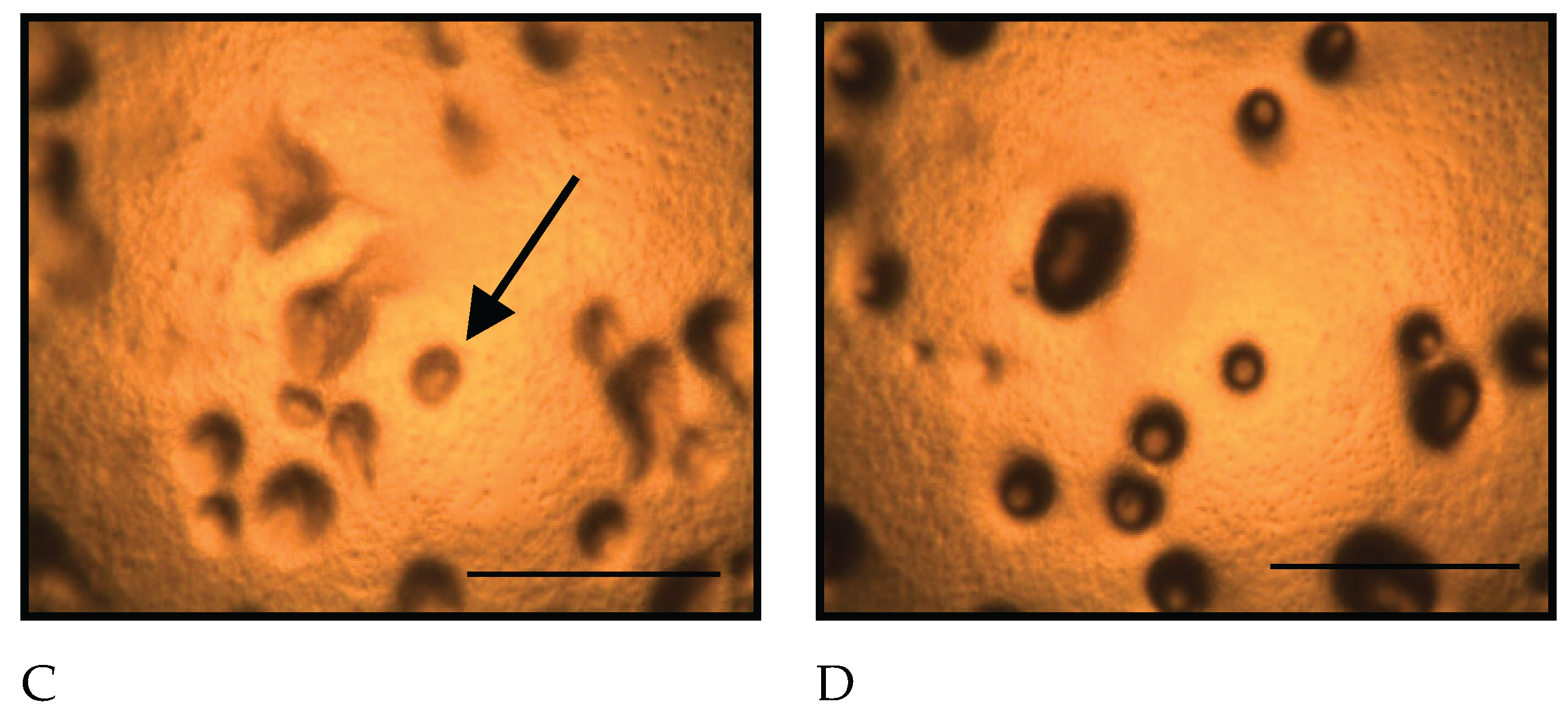 Preprints 167268 g001b