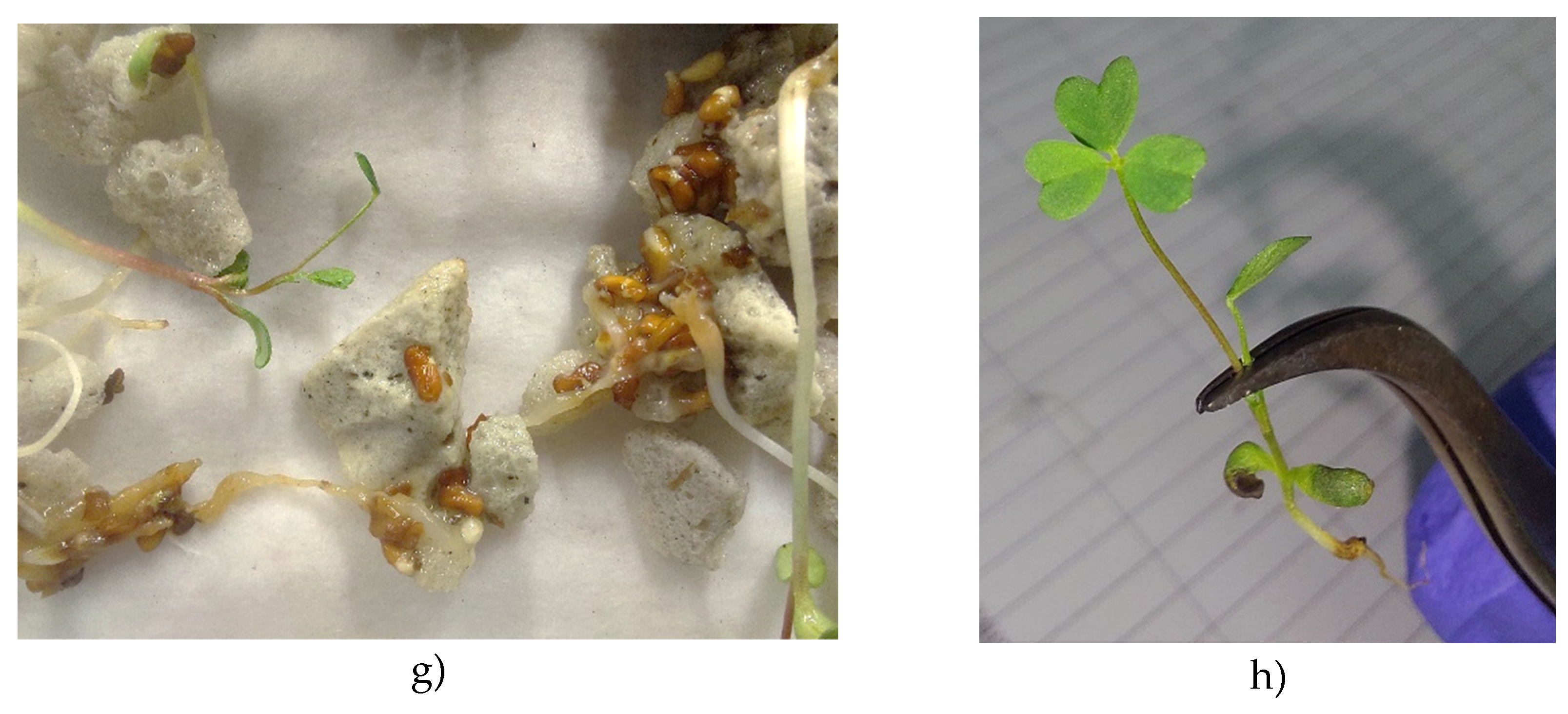 Preprints 196055 g005b