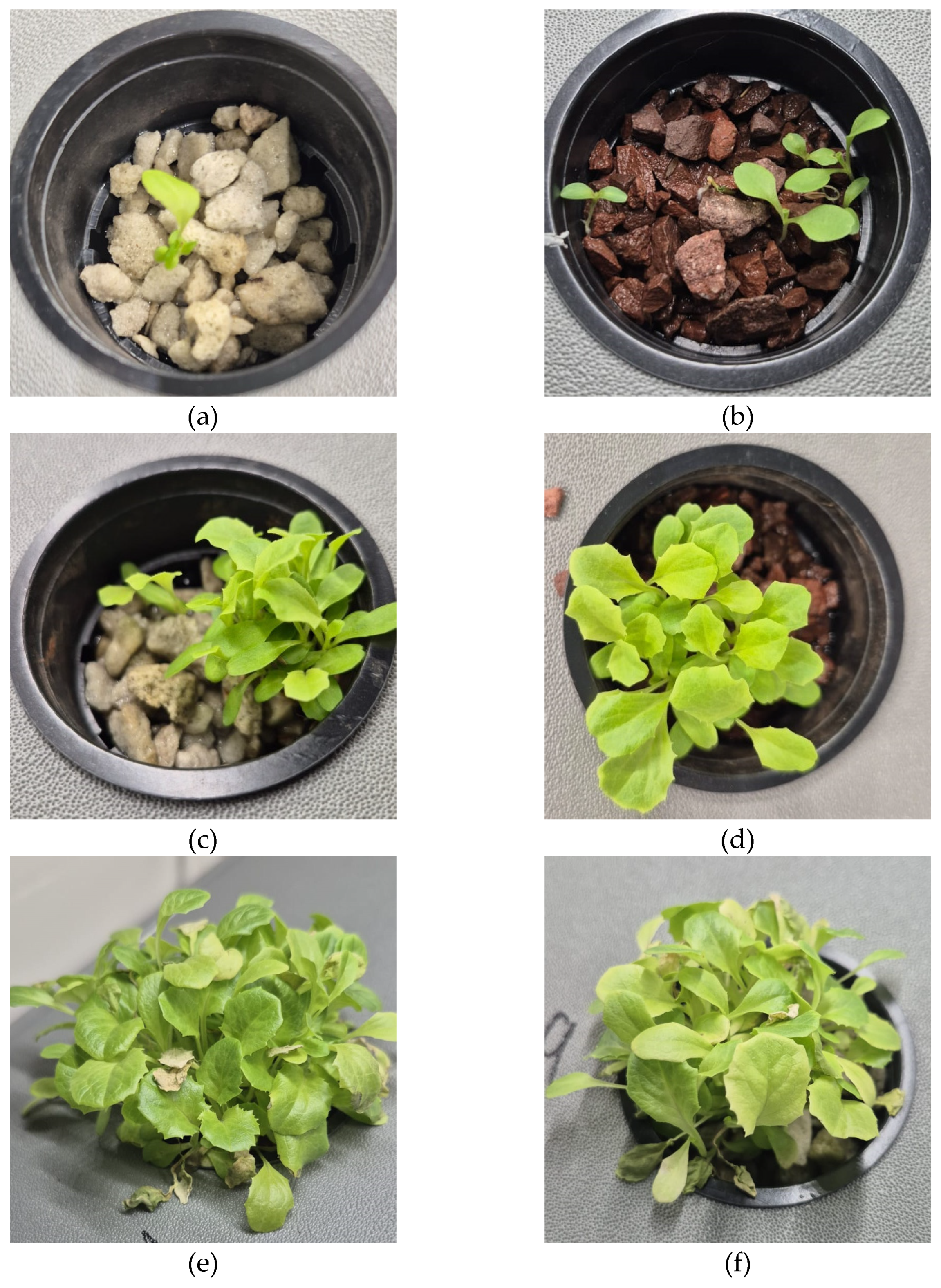 Preprints 196055 g007