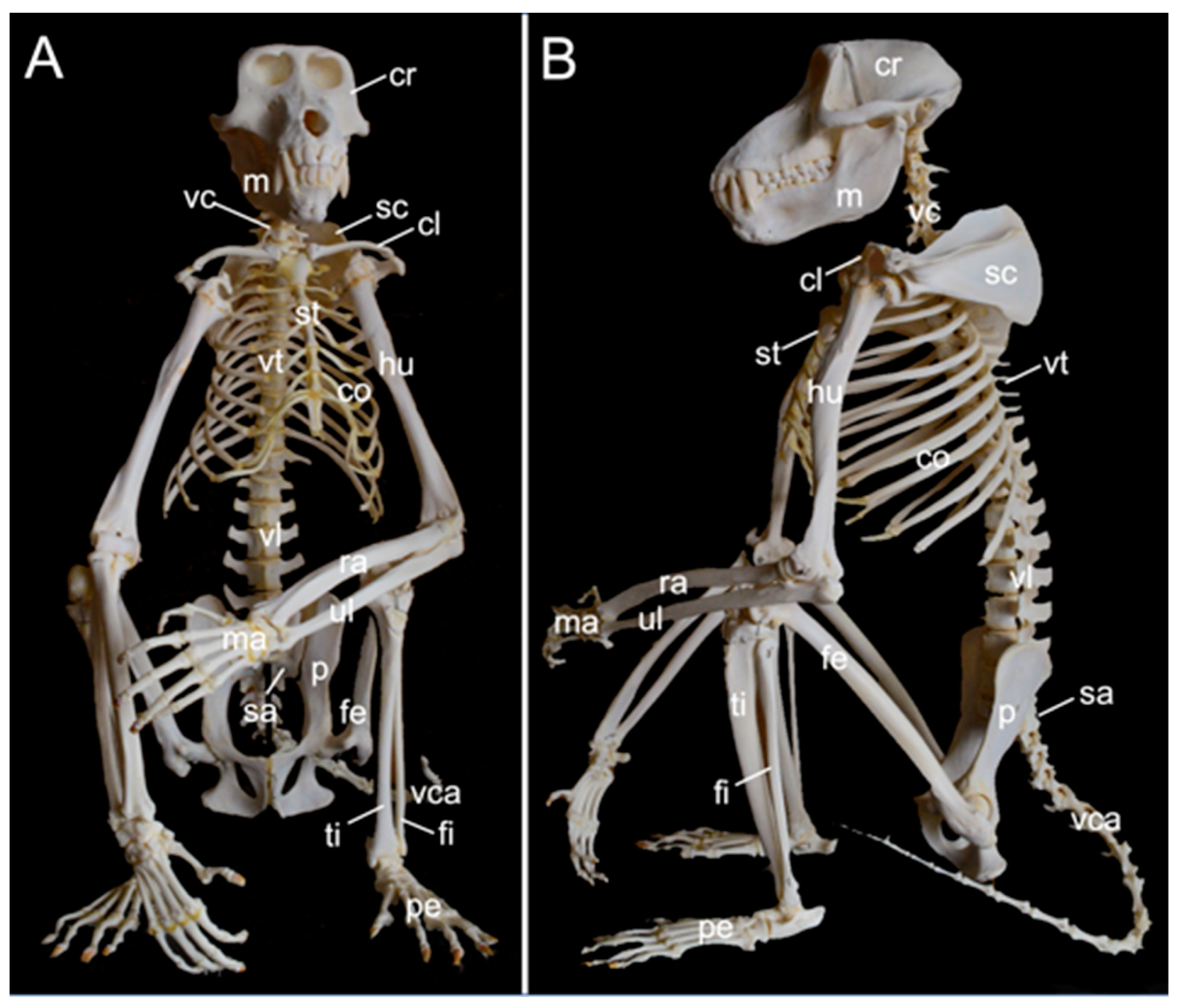 Preprints 84827 g001